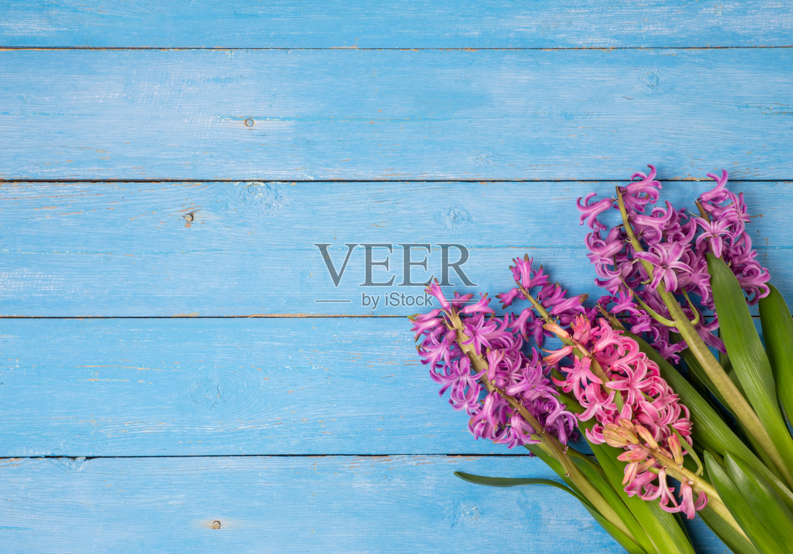 紫色和粉红色的水杨花在木板的背景上。前视图。照片摄影图片