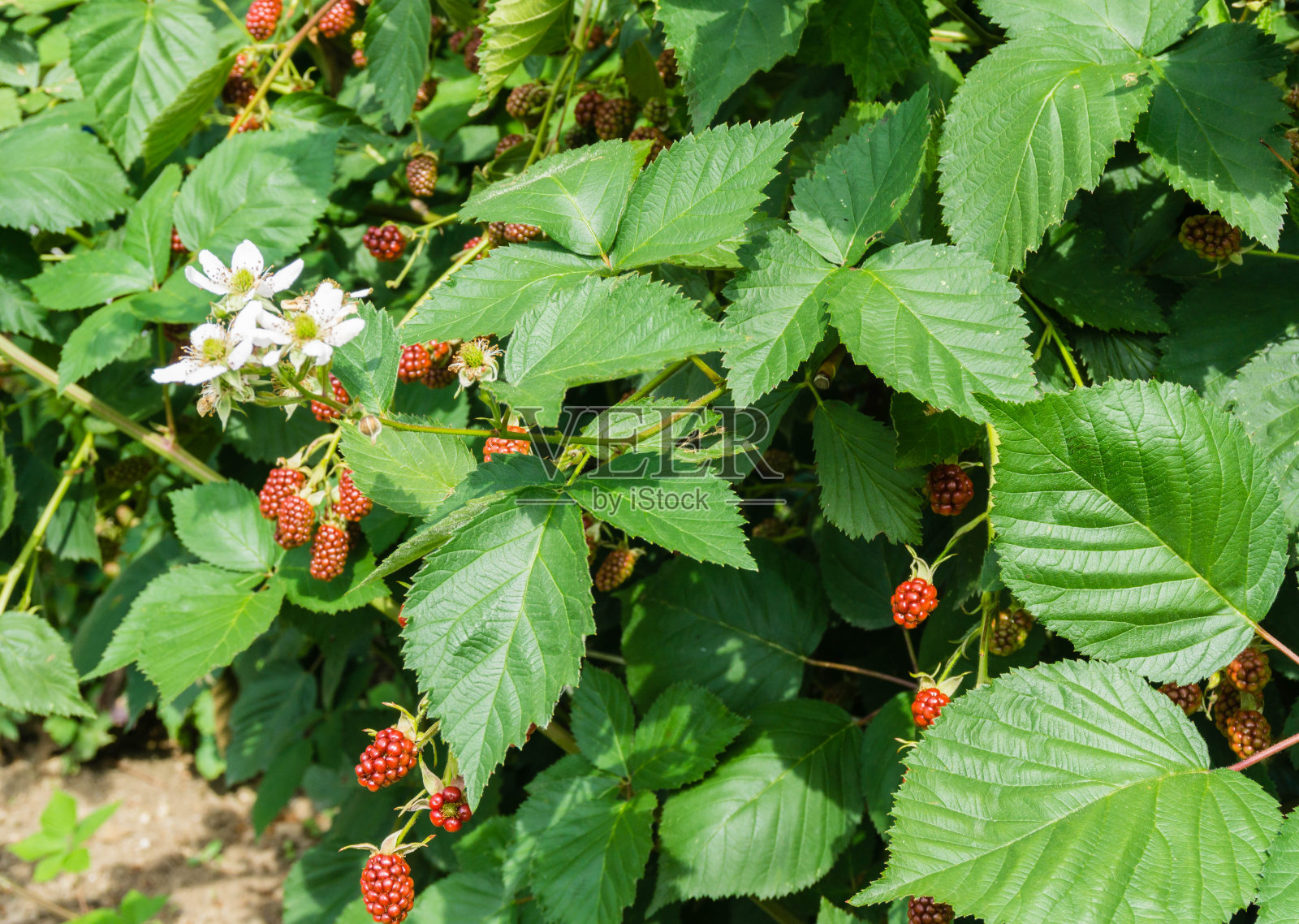 许多红黑莓在布什照片摄影图片