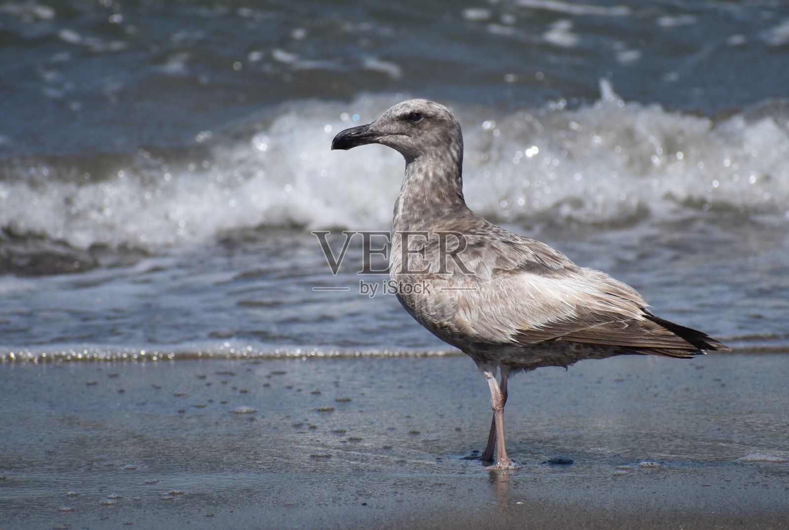 一只不成熟的加州海鸥(Larus californiicus)站在海滩上，身后是碎浪照片摄影图片