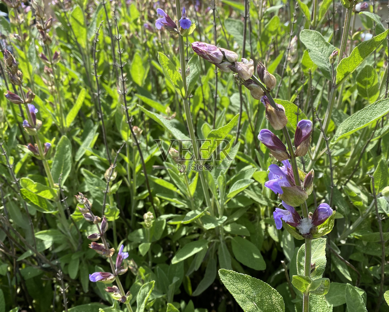 圣人照片摄影图片