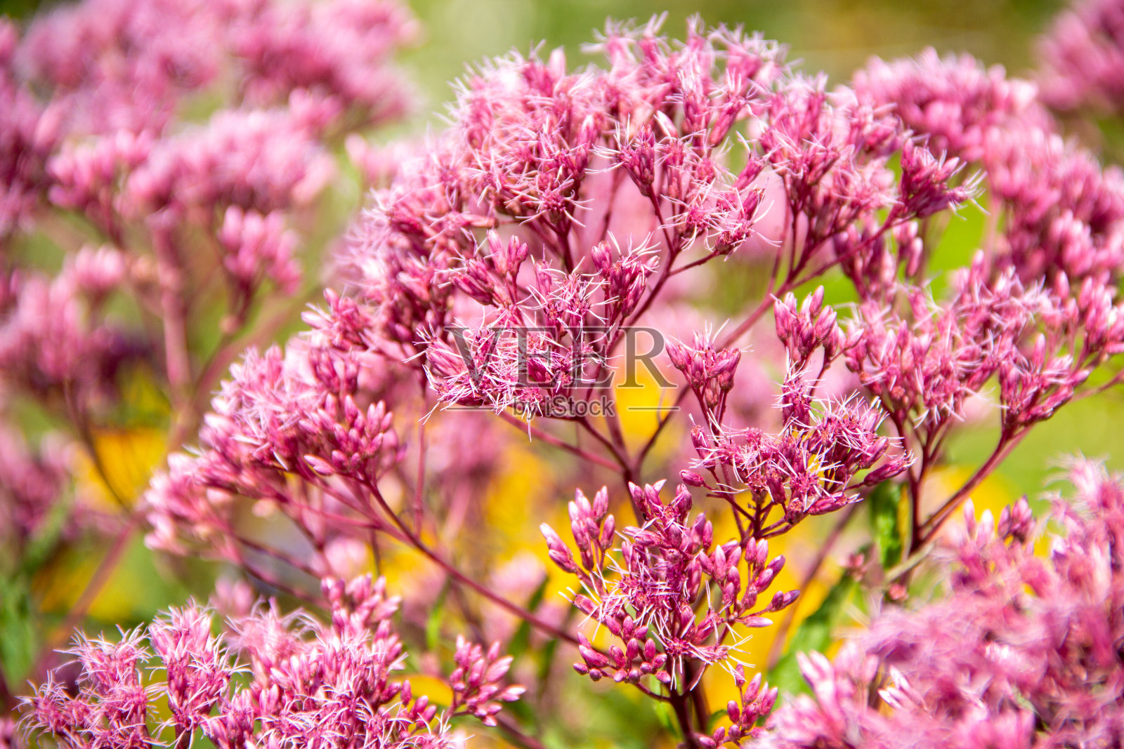 泽兰-紫色德斯特-大水德斯特照片摄影图片
