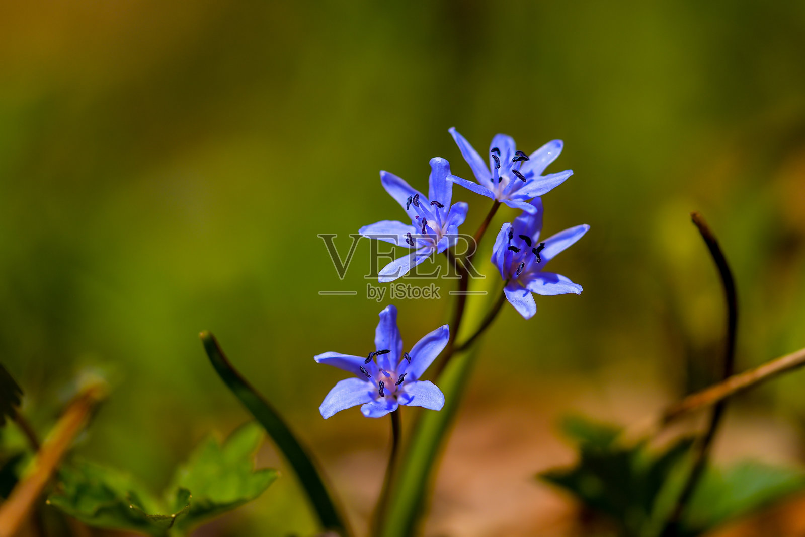 花开报春花，蓝雪花莲春日照片摄影图片