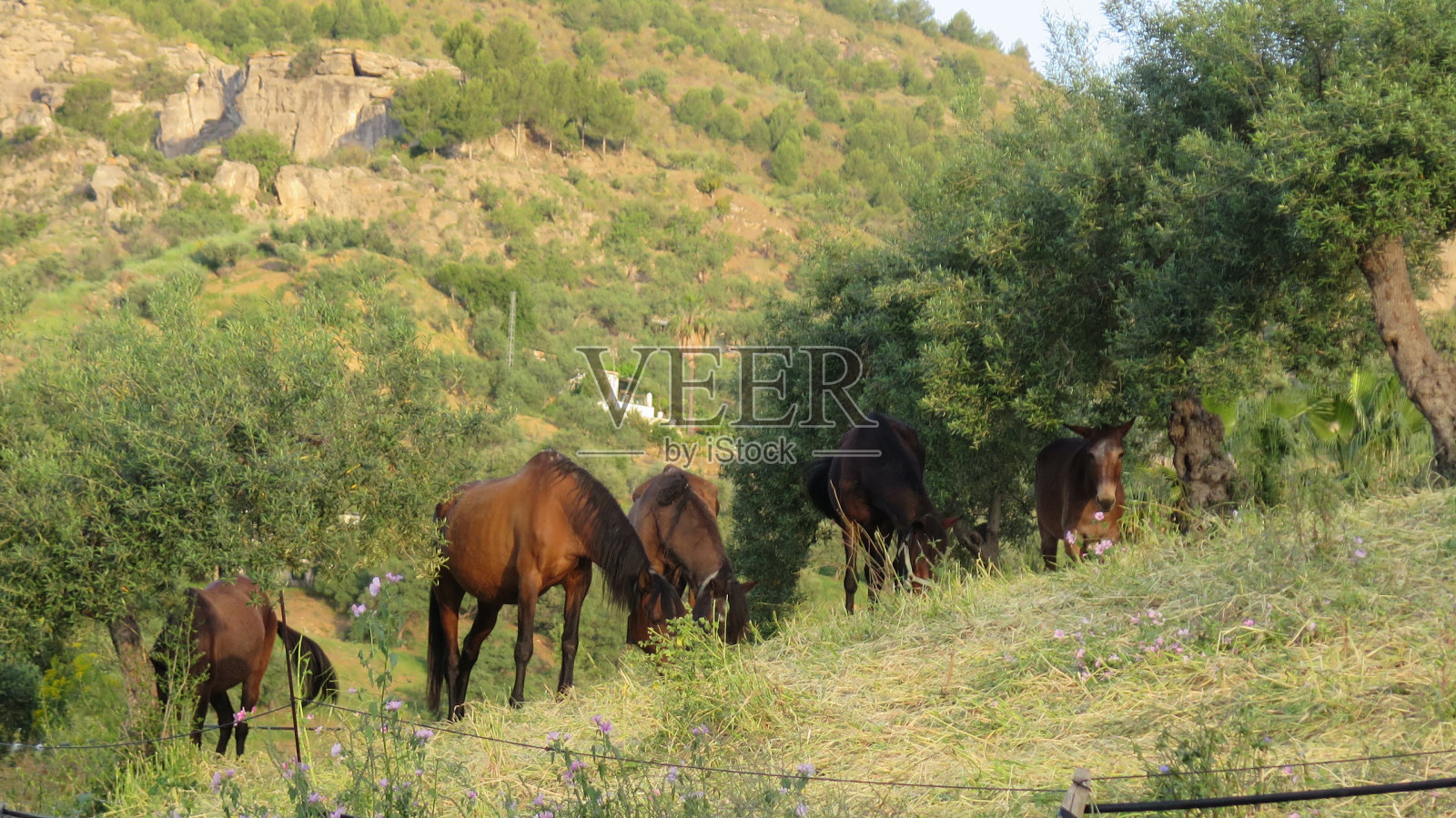 在山坡上吃草的马照片摄影图片