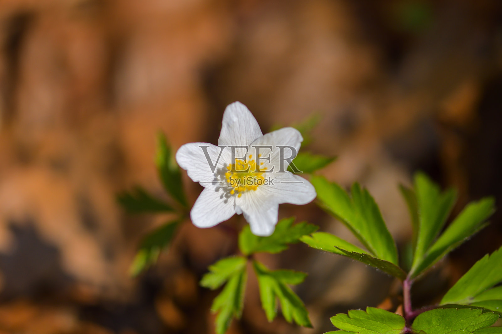 银莲花(春花)照片摄影图片