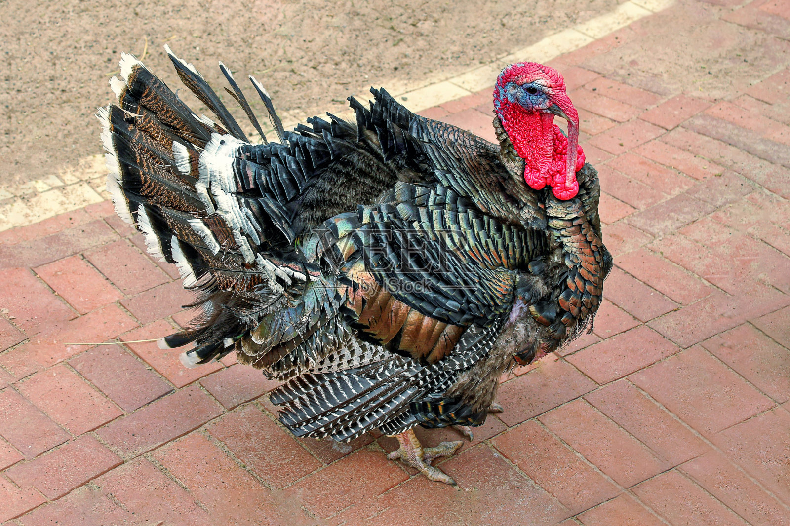 漂亮的自制火鸡，头上有个红扇贝。照片摄影图片