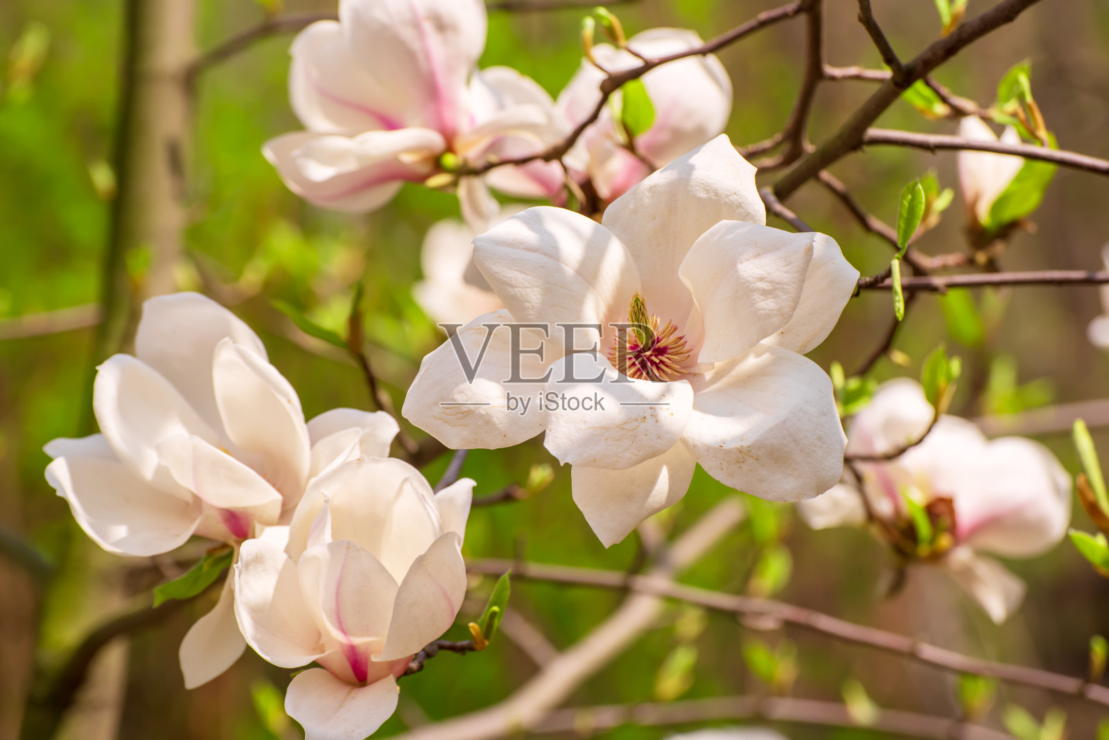 木兰春花照片摄影图片