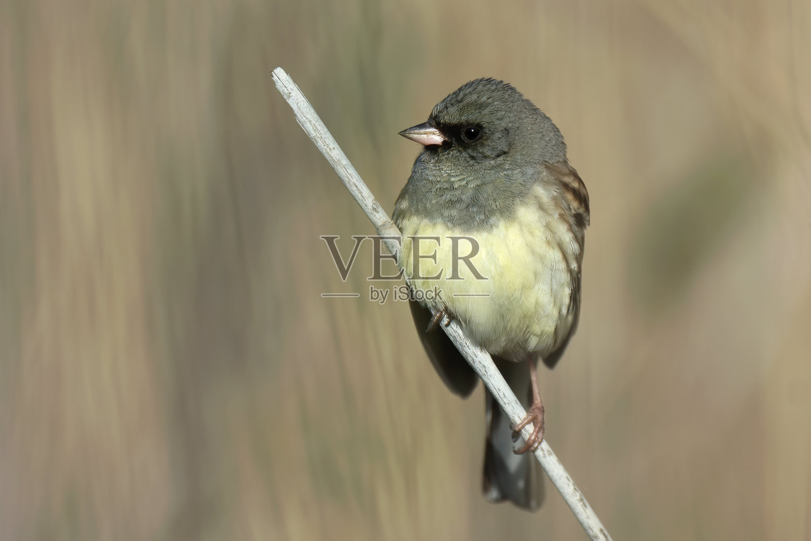黑脸斑头，斑头照片摄影图片