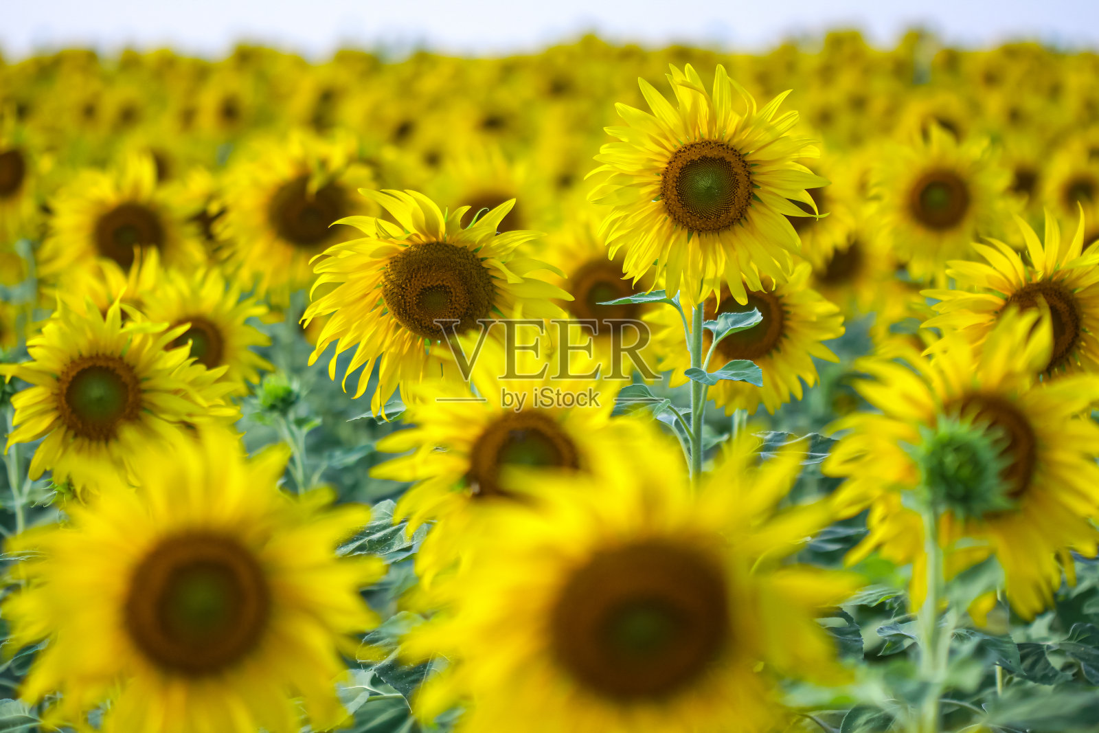 罗布泊里的向日葵盛开着照片摄影图片