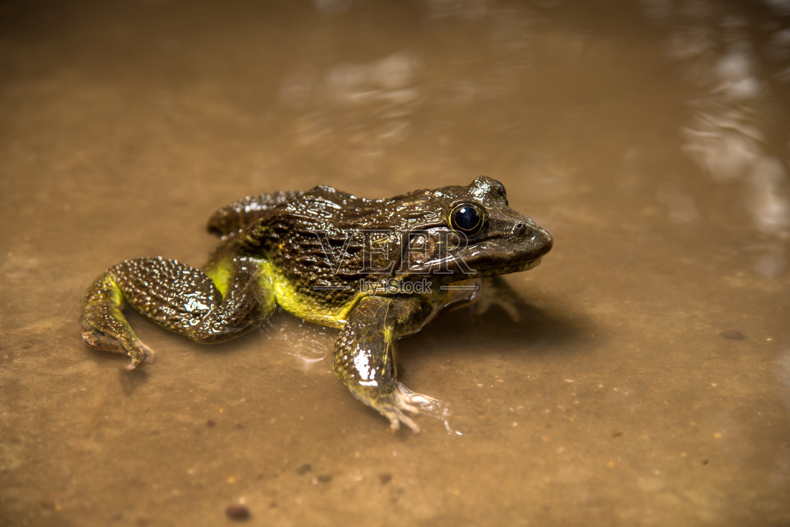 青蛙在水或池塘，近处照片摄影图片