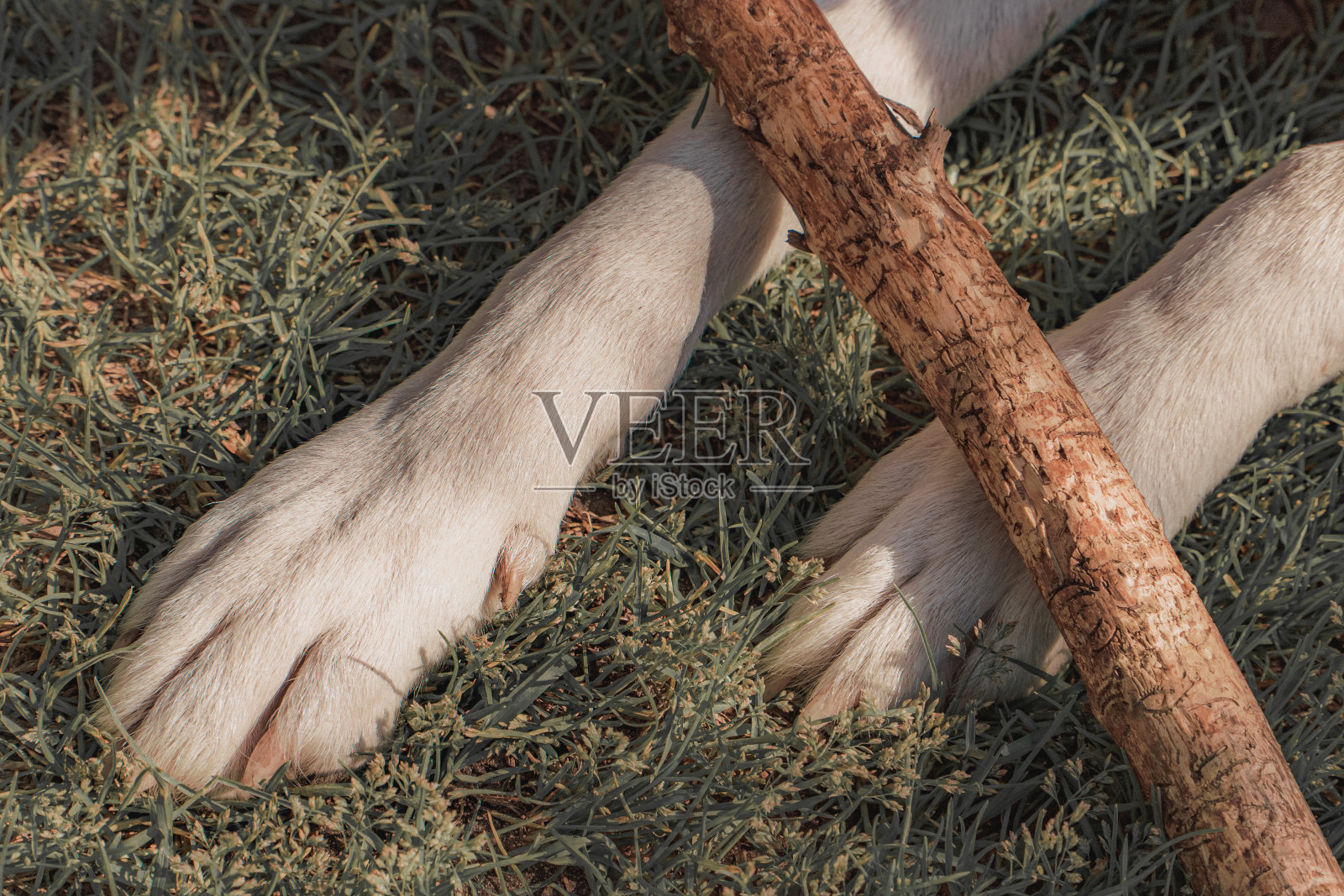 白色的狗用爪子抓着一根棍子在草地上照片摄影图片