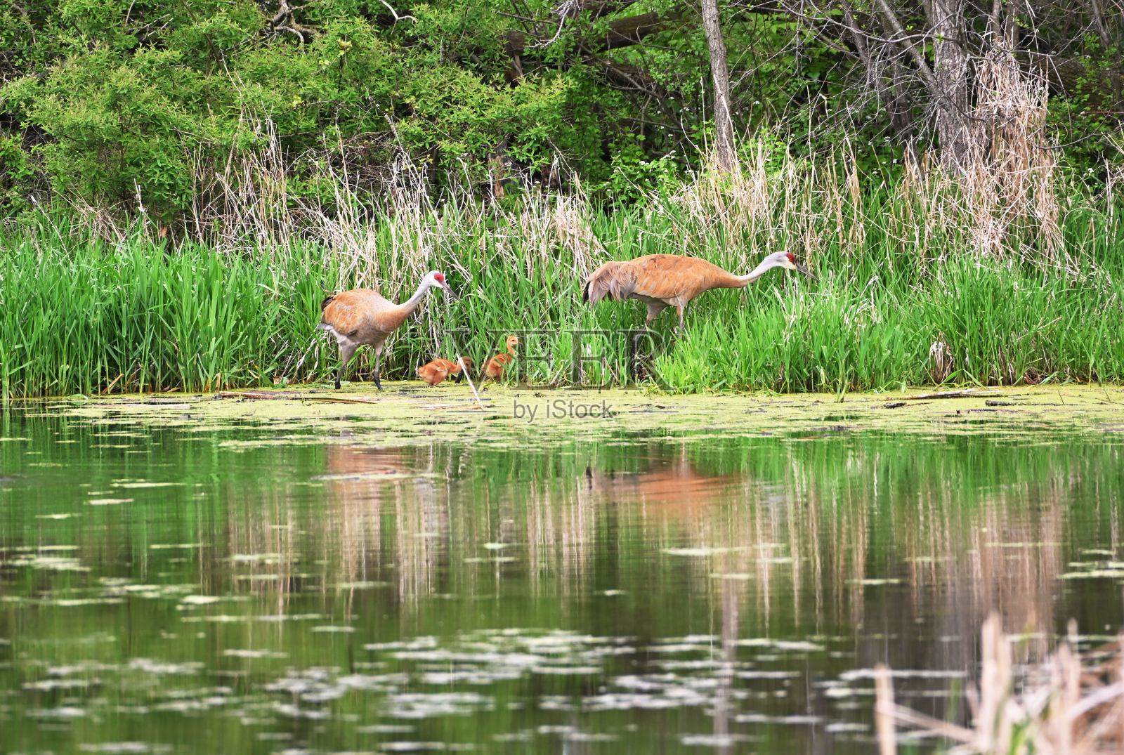 沙丘鹤的家庭照片摄影图片