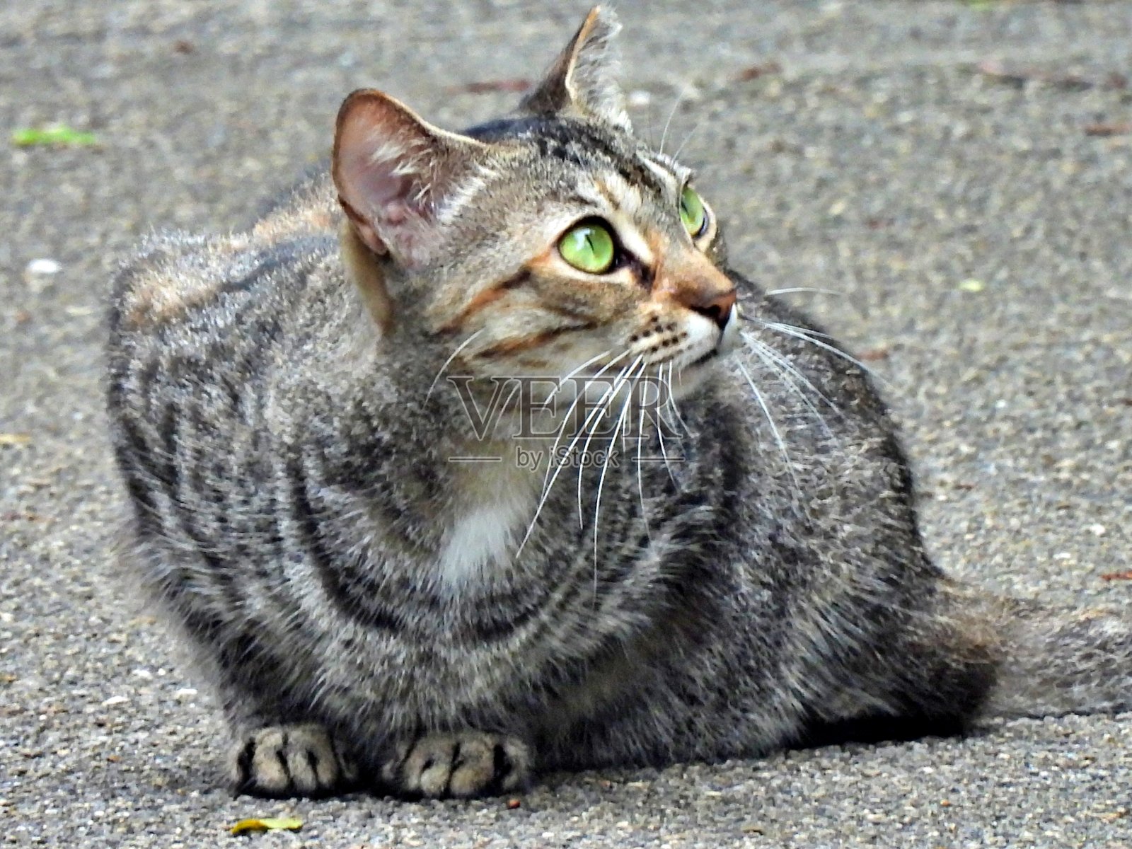 野猫(Felis catus)看着一只鸟照片摄影图片