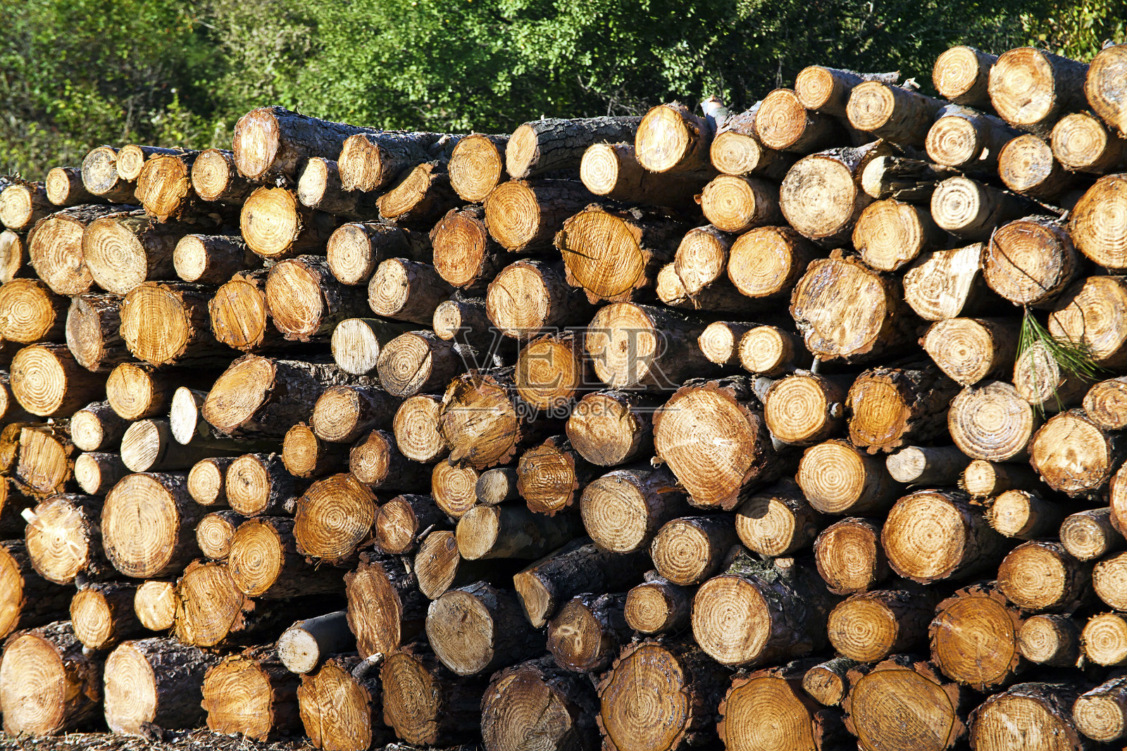 一大堆砍过的木头照片摄影图片