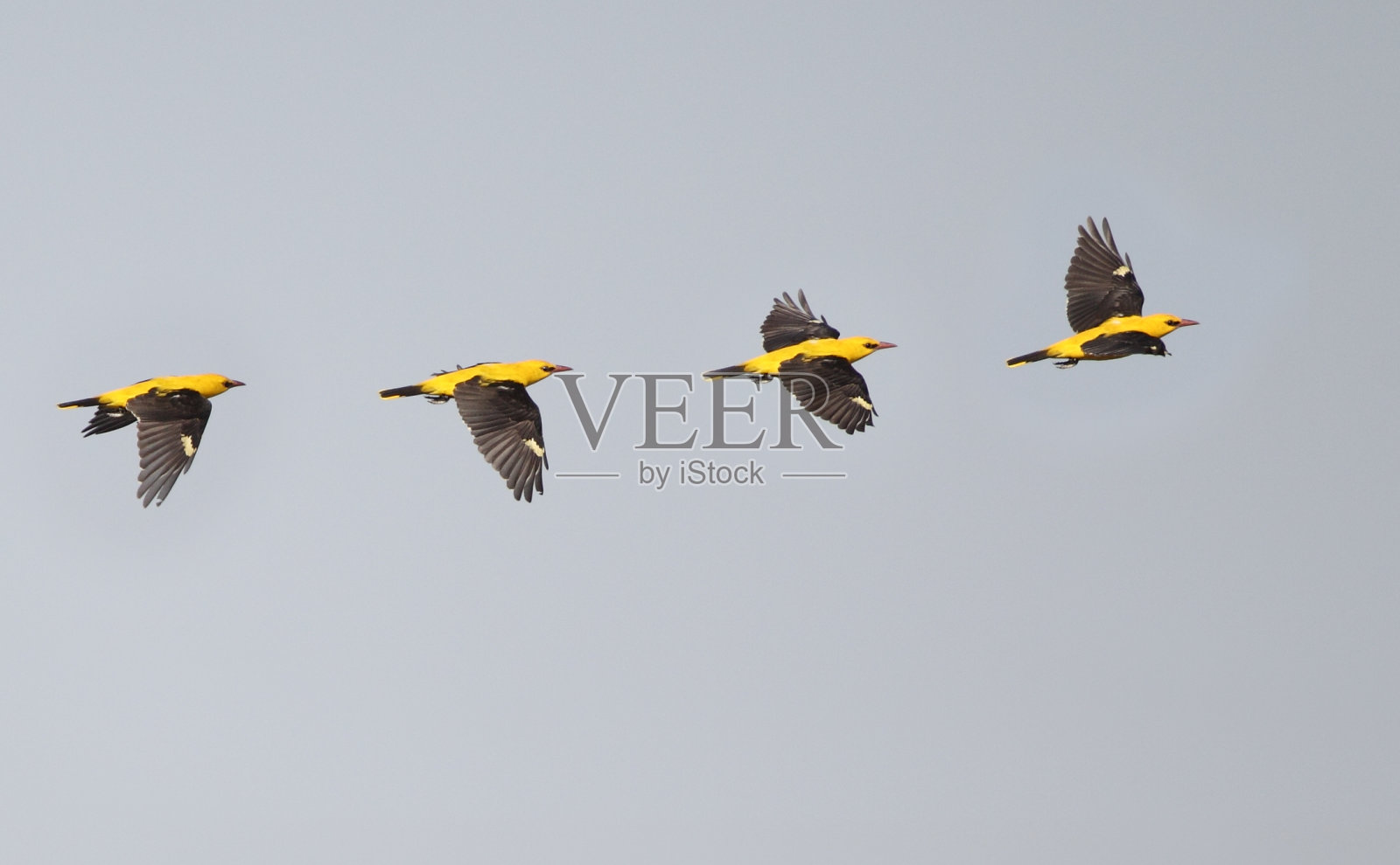 欧亚金莺，金莺，照片摄影图片