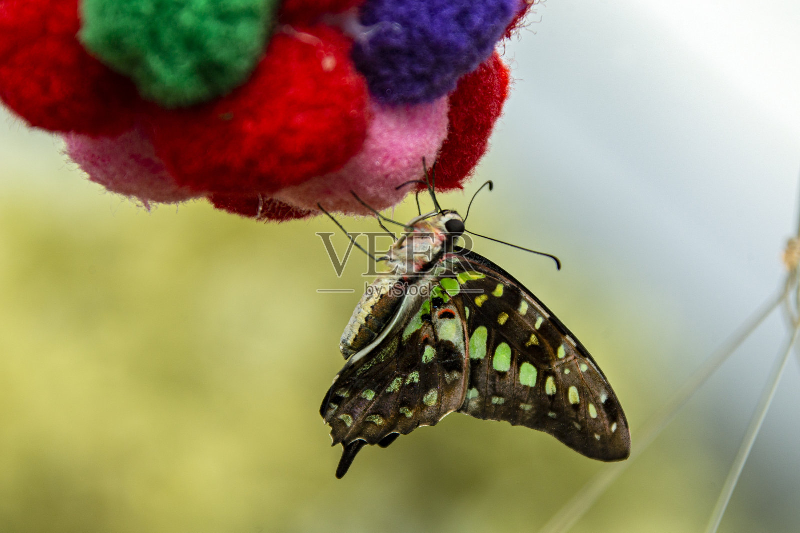 植物上成群的黑脉金斑蝶照片摄影图片