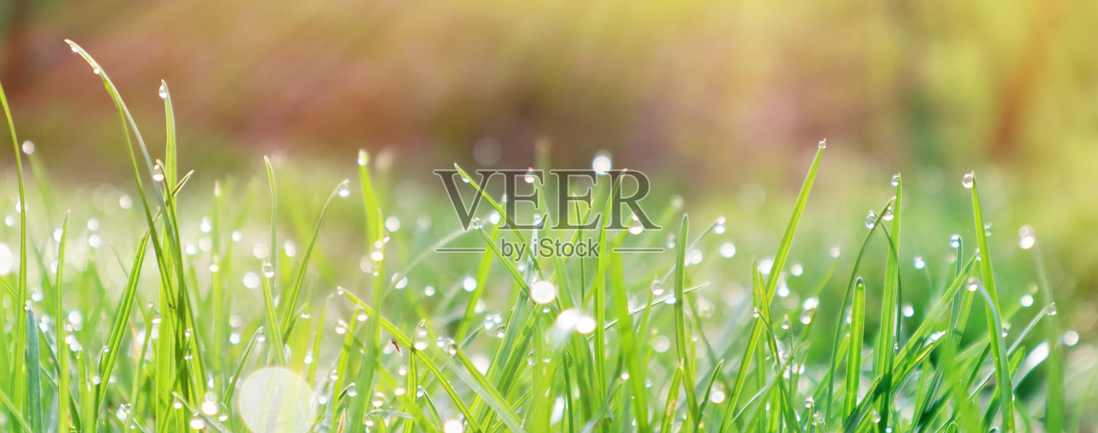 明亮的绿色草地和露珠在晨光下。春天的时间照片摄影图片