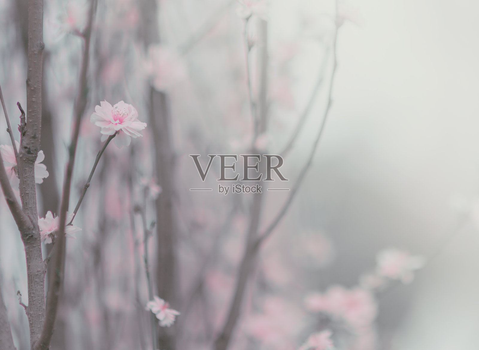 粉红桃花近了;花的背景照片摄影图片