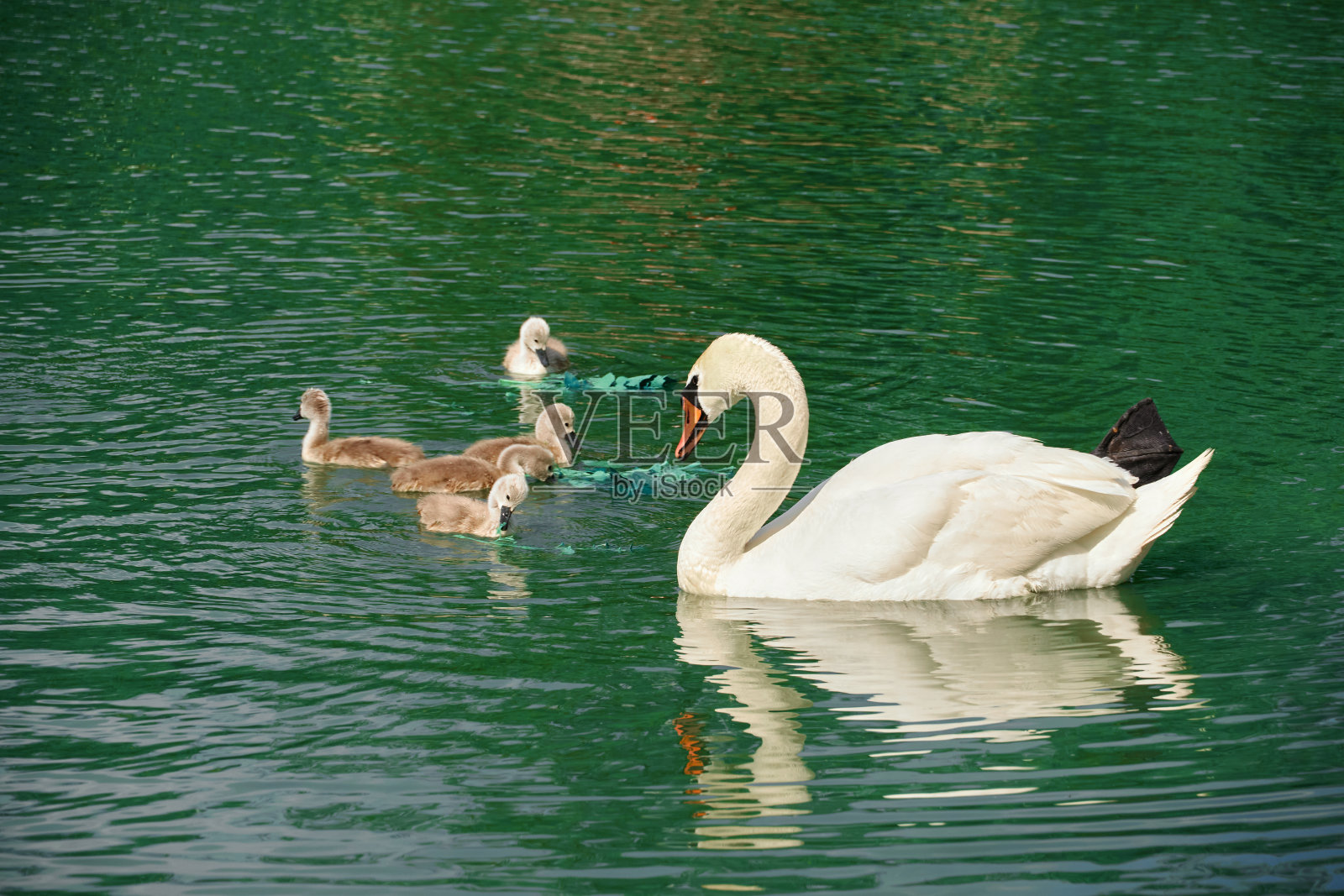 一窝白天鹅在湖面上游来游去，有成年的天鹅，也有雏鸟，都是美丽的白鸟照片摄影图片