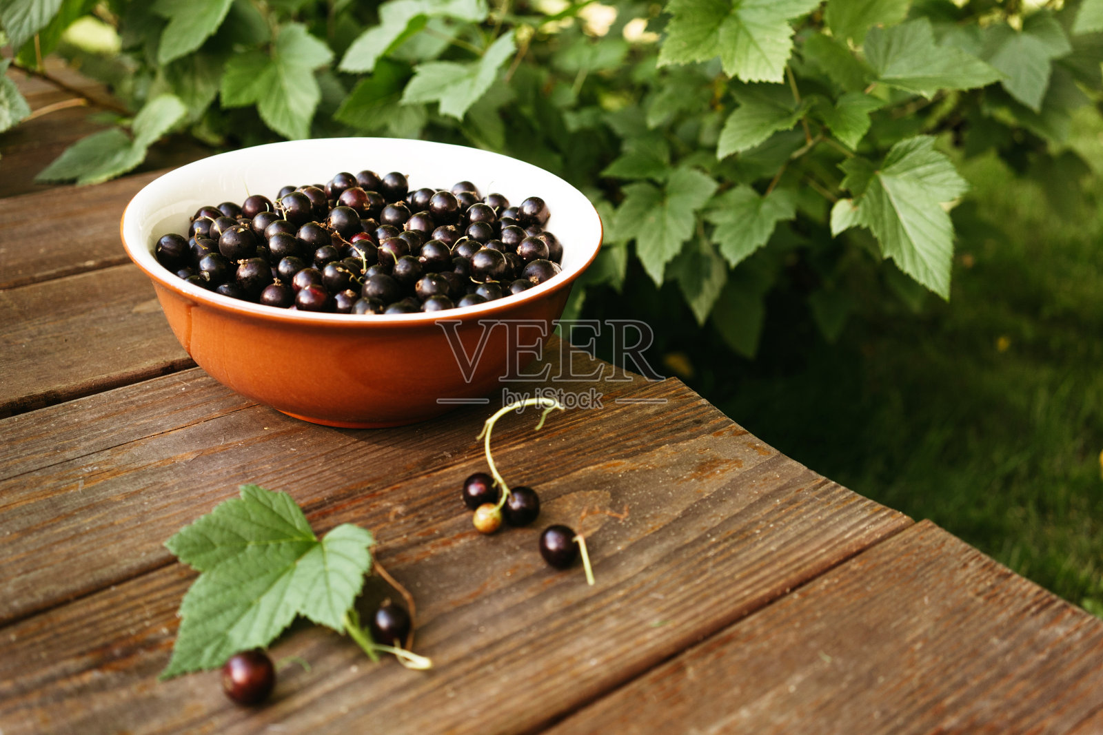 成熟的收集黑加仑子。照片摄影图片