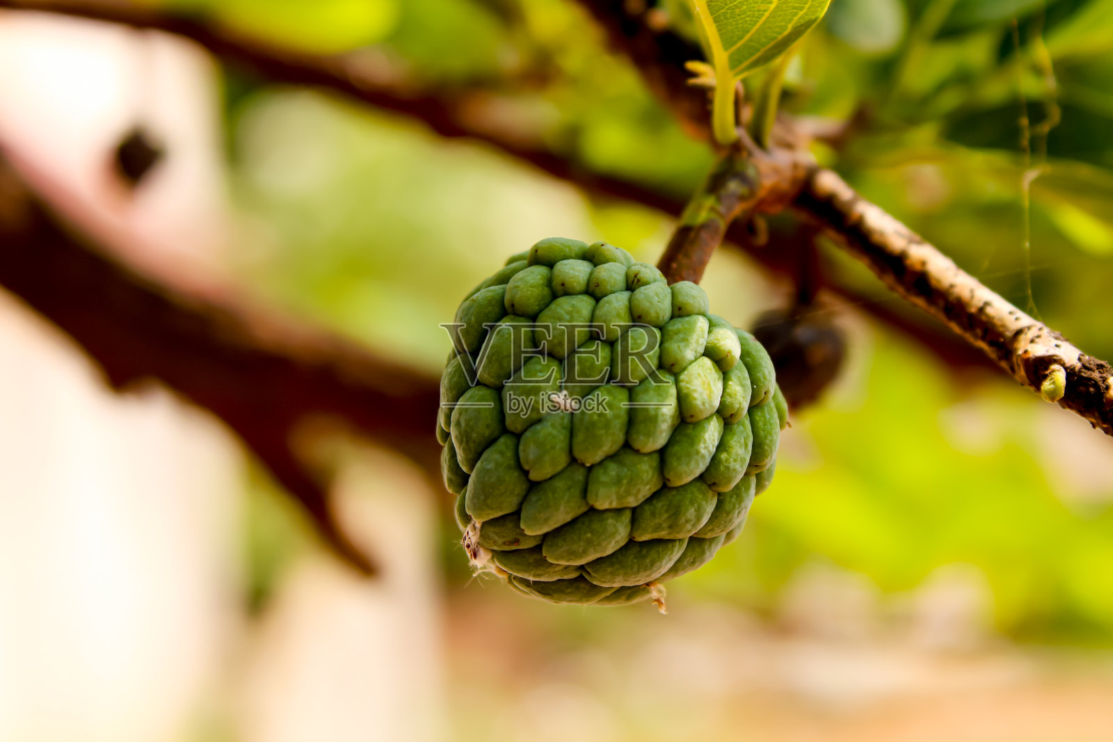新鲜的糖苹果在花园里的树上照片摄影图片