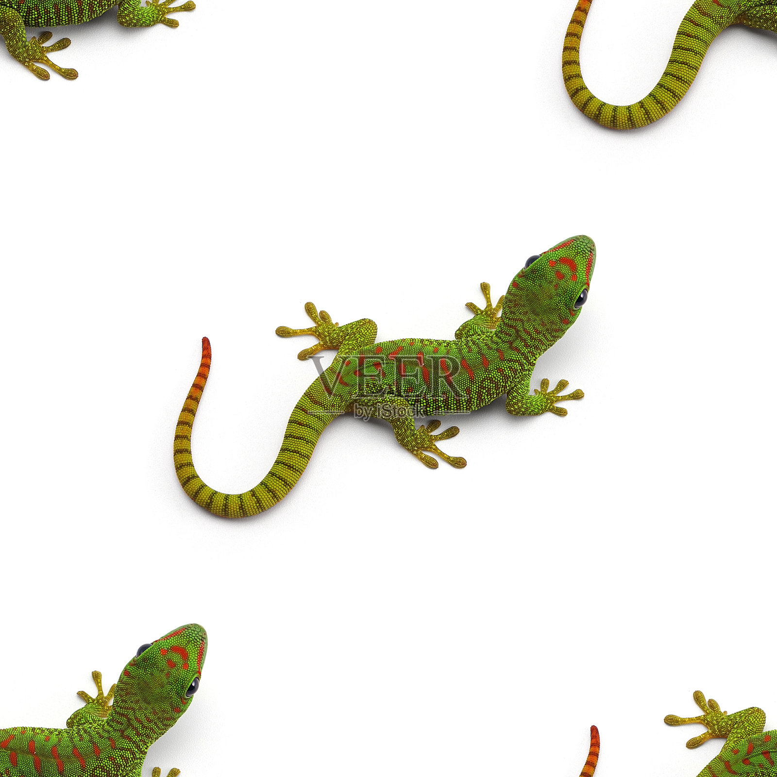 白色图案的绿色马达加斯加日壁虎孤立在白色的背景照片摄影图片
