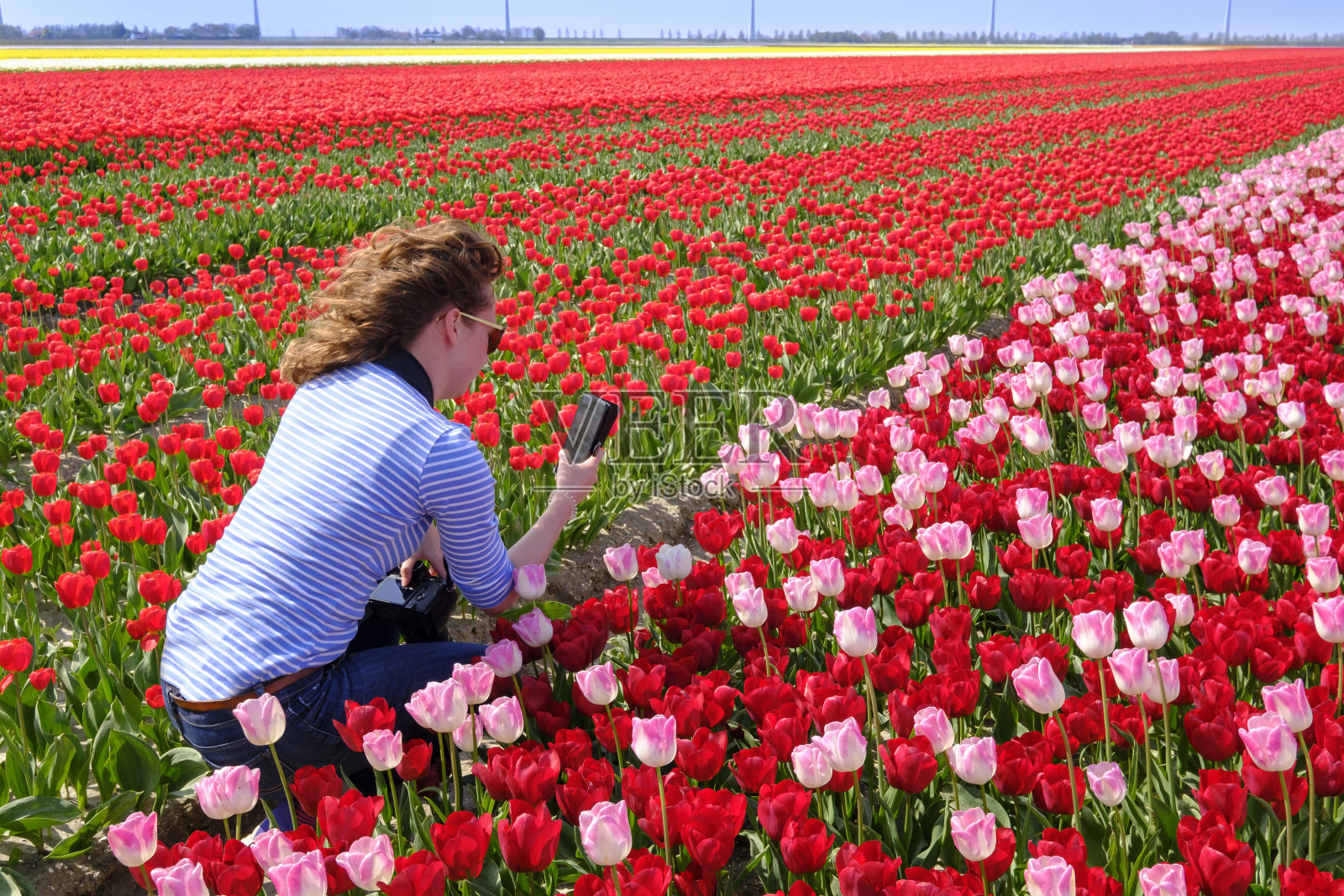 一名年轻女子正用智能手机在五彩缤纷的红色和粉色郁金香地里拍照，系统摄像头挂在她的脖子上照片摄影图片