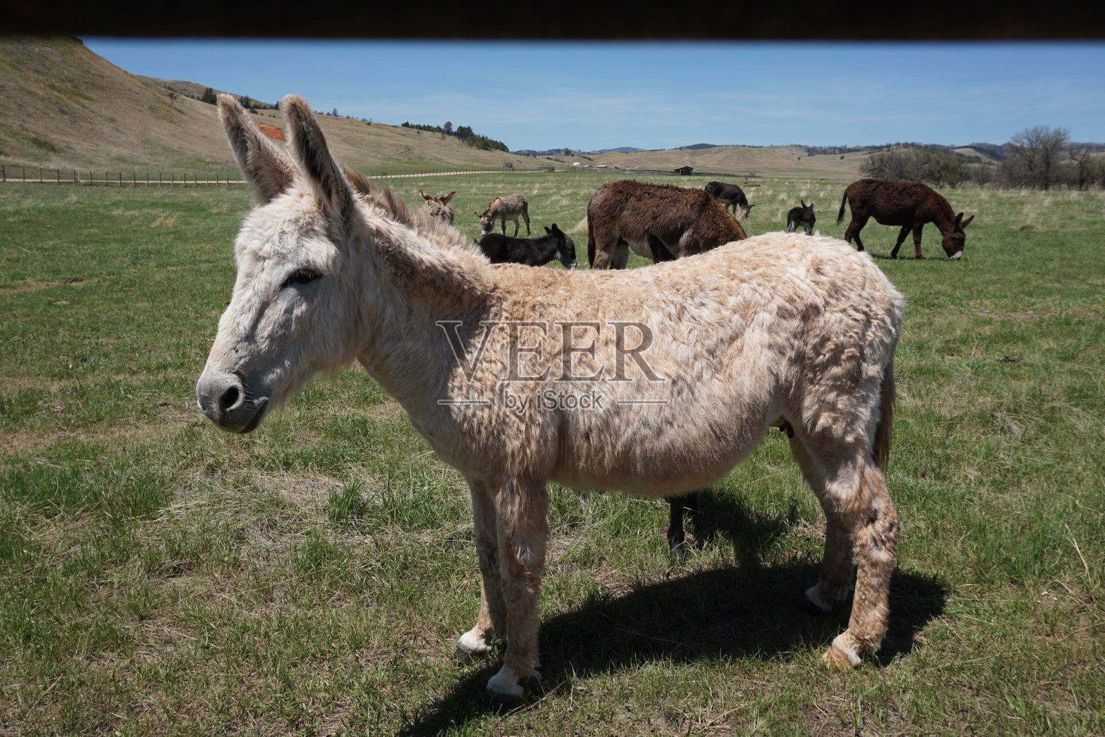 金发女郎野生驴照片摄影图片