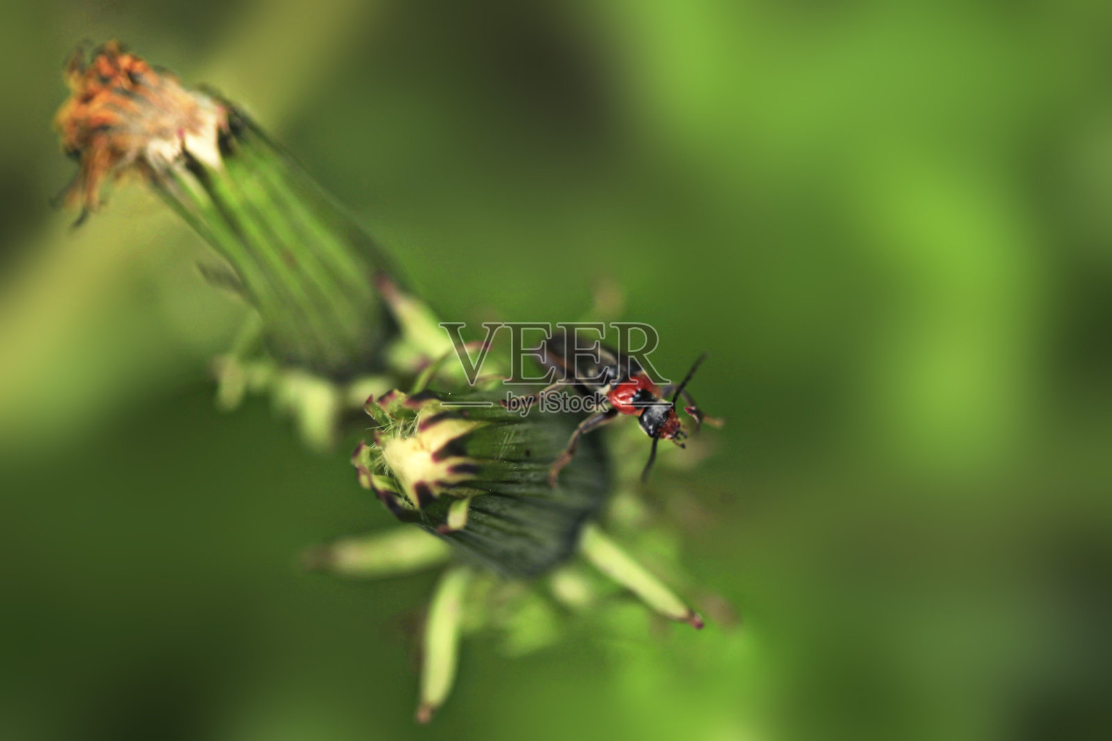 可爱的甲虫坐在植物上的肖像照片摄影图片