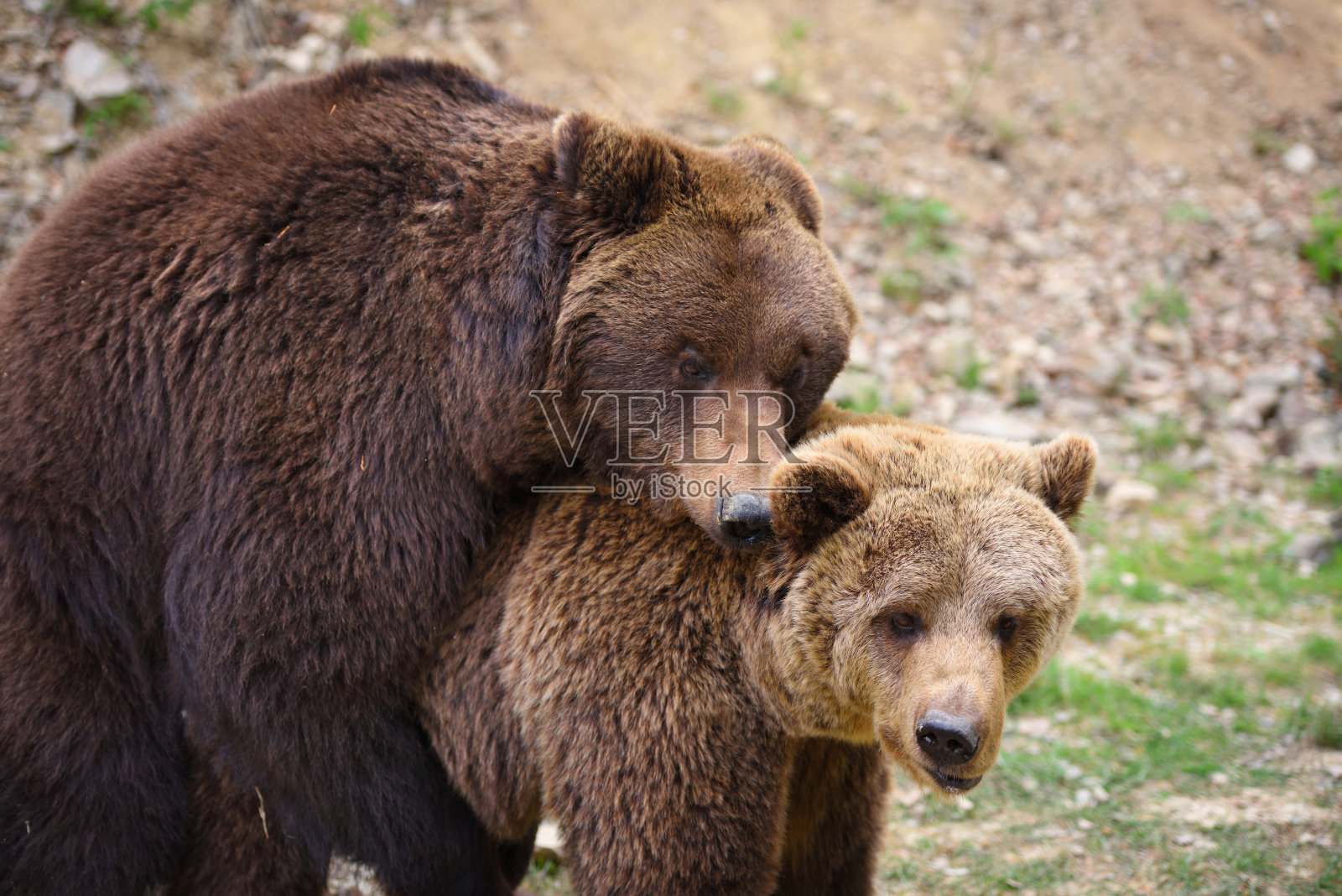 棕熊在春天的森林里交配照片摄影图片