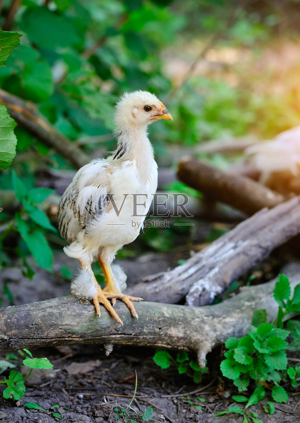 小鸡在农场的院子里照片摄影图片