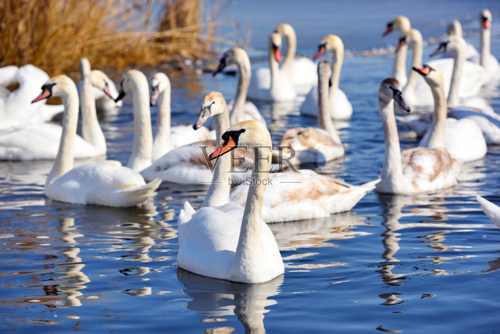 美丽的天鹅(天鹅色)在晴朗的日子里在蓝色的湖。天鹅倒映在水中，选择性聚焦照片摄影图片