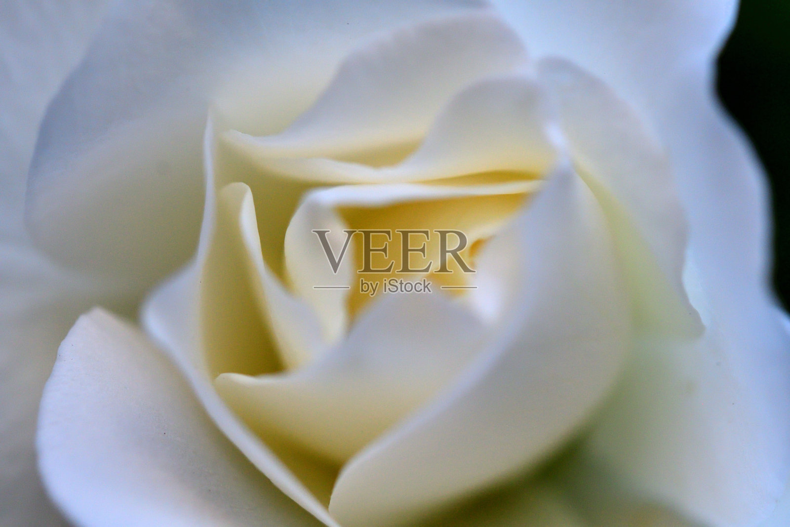 玫瑰花:特写照片照片摄影图片