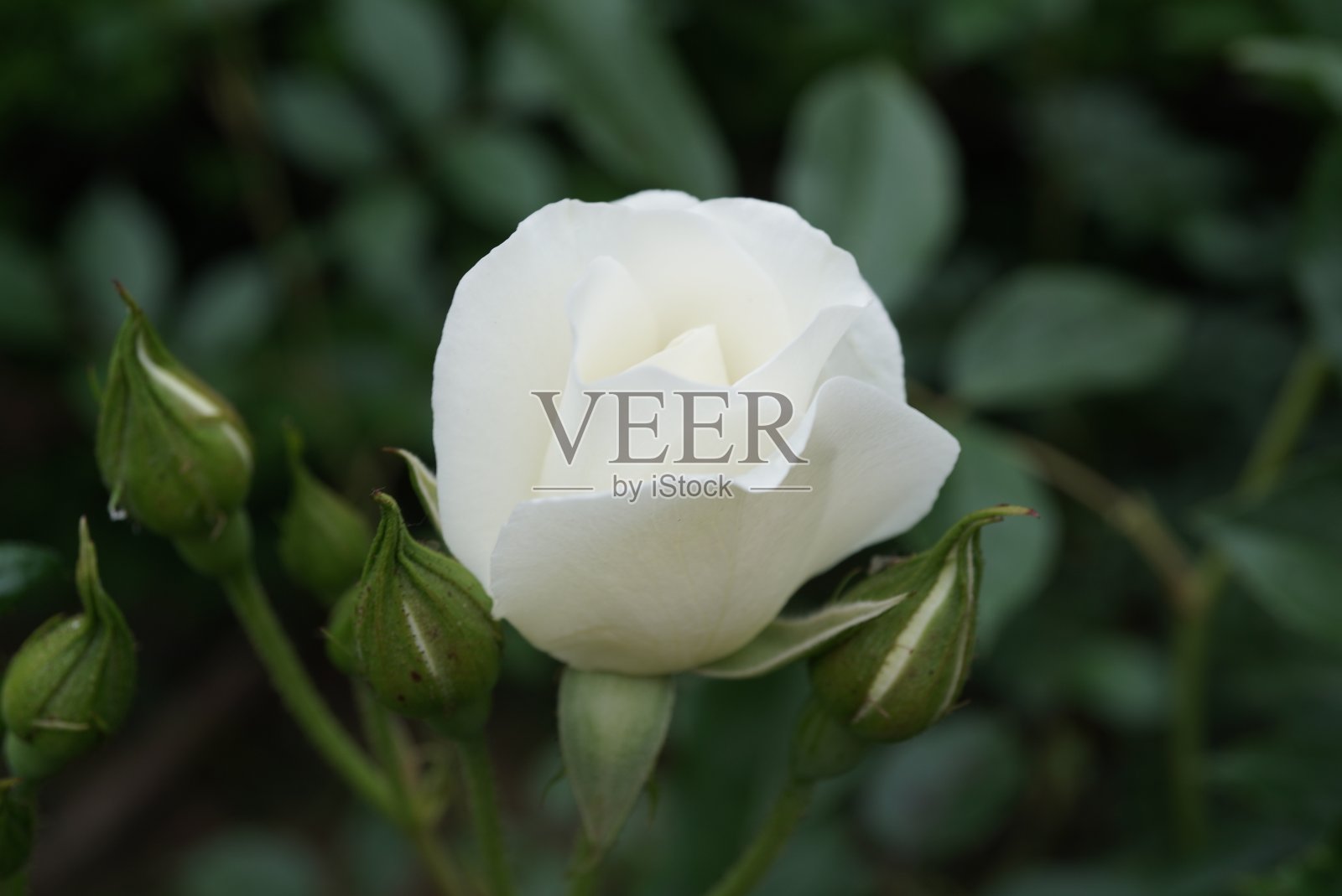 白玫瑰照片摄影图片