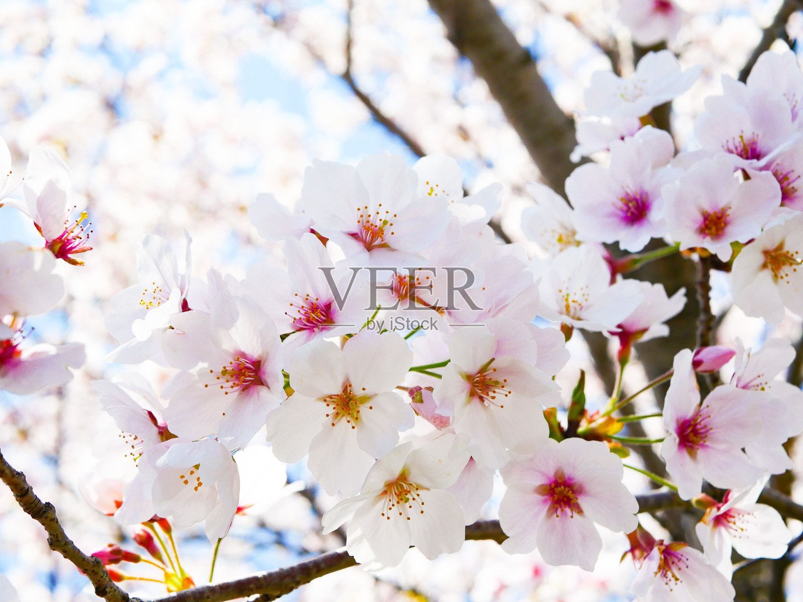 在一个阳光明媚的日子里仰望樱花的照片照片摄影图片