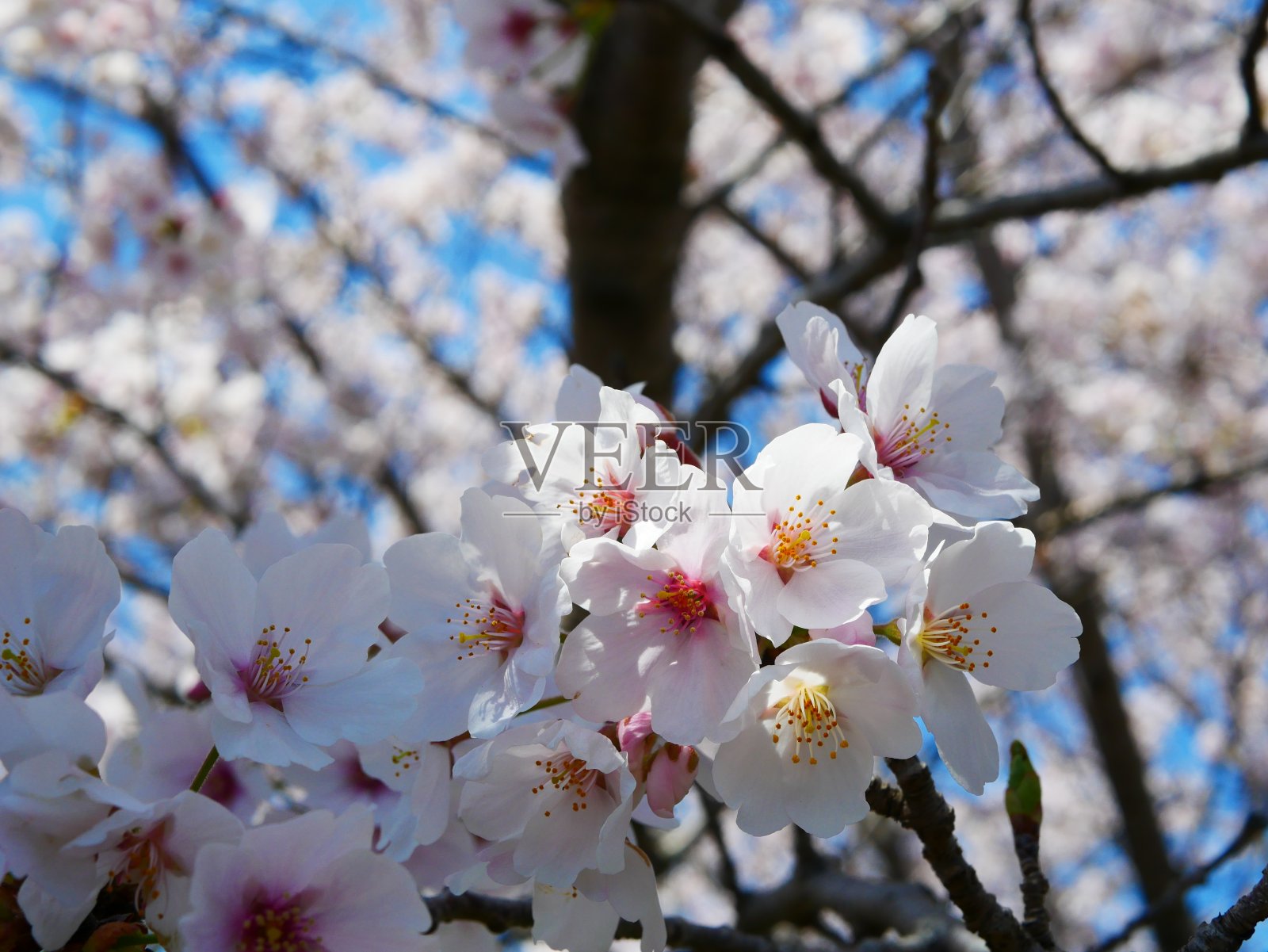 在一个阳光明媚的日子里仰望樱花的照片照片摄影图片