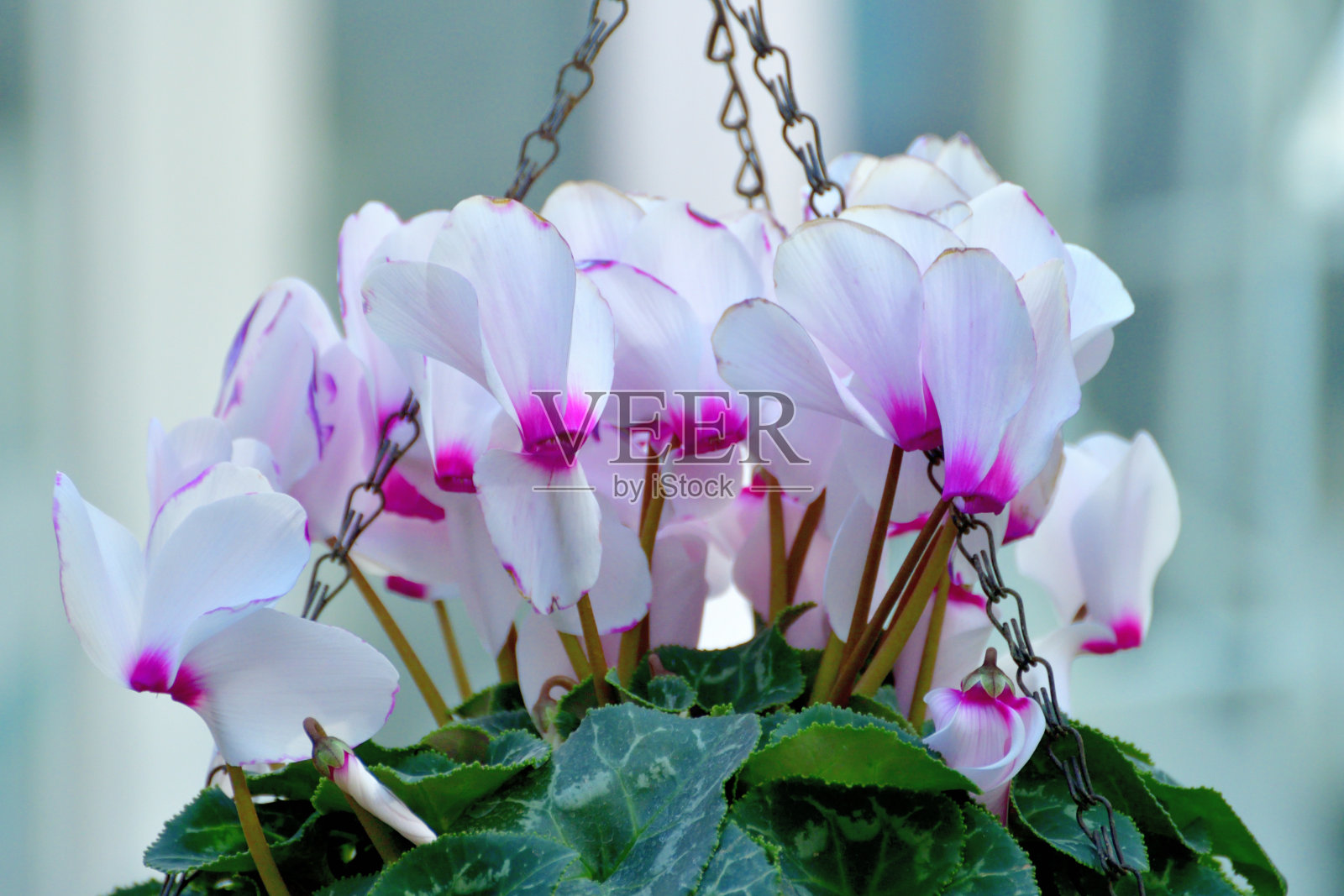 仙客来的花照片摄影图片