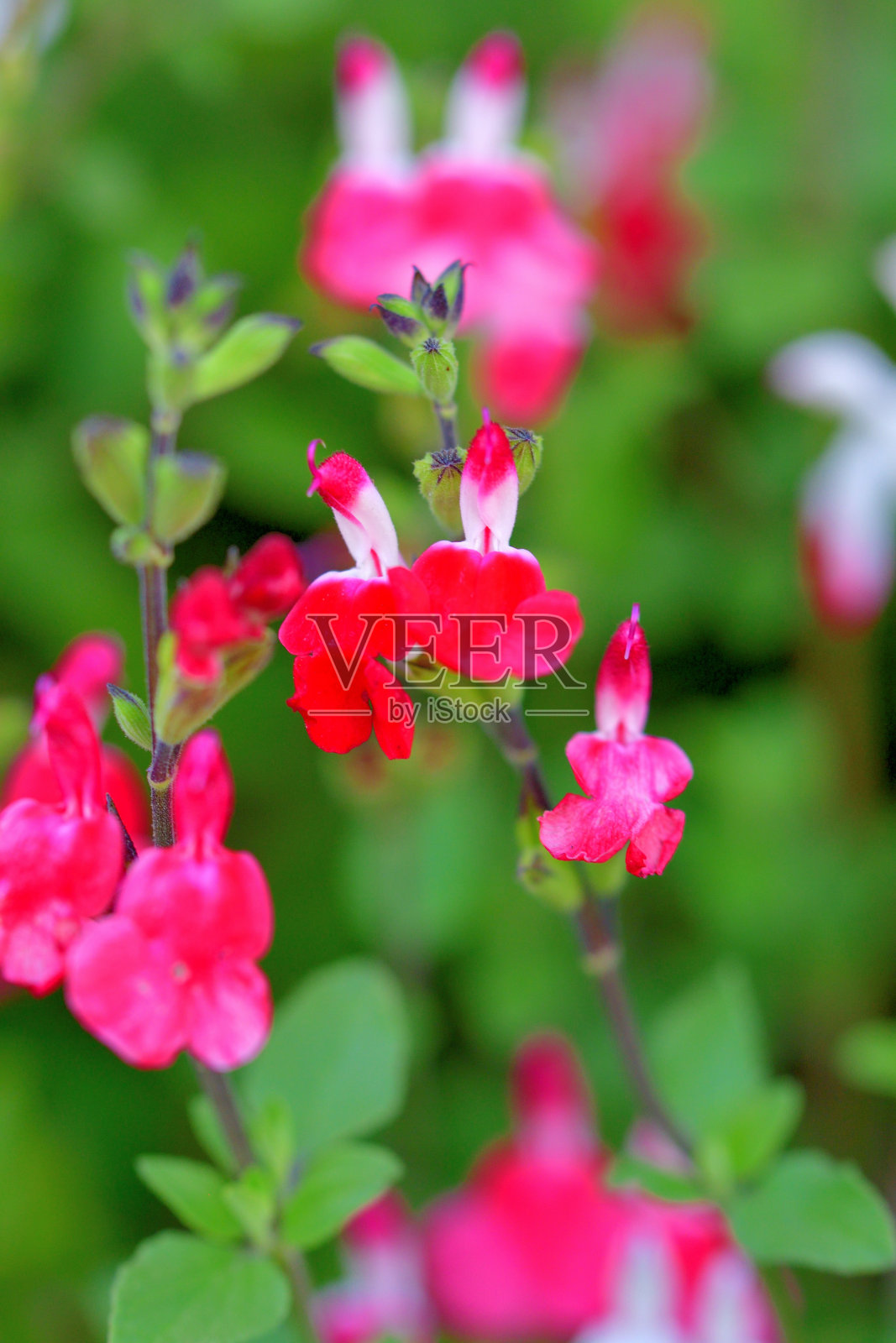 小叶鼠尾草/鼠尾草双色花，白色和红色照片摄影图片