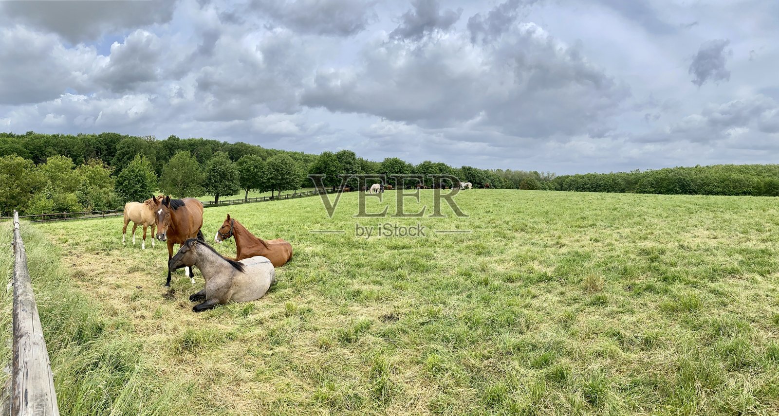 休息马照片摄影图片