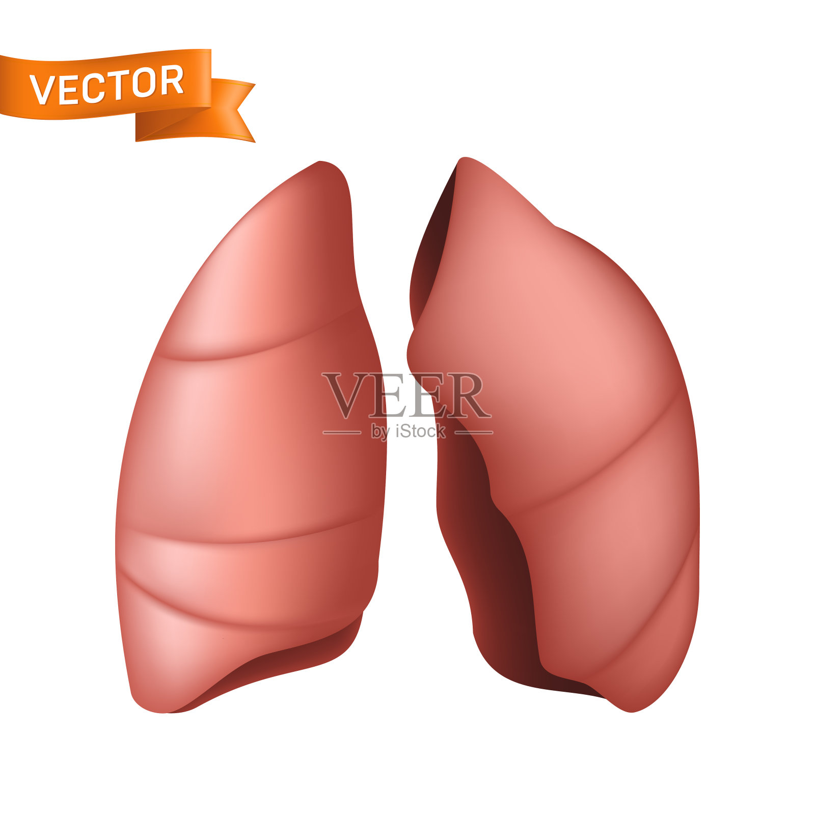 逼真的人体肺解剖部分。在白色背景上分离的呼吸系统内脏器官的矢量图。可用于肺炎、哮喘或癌症的平面设计理念插画图片素材