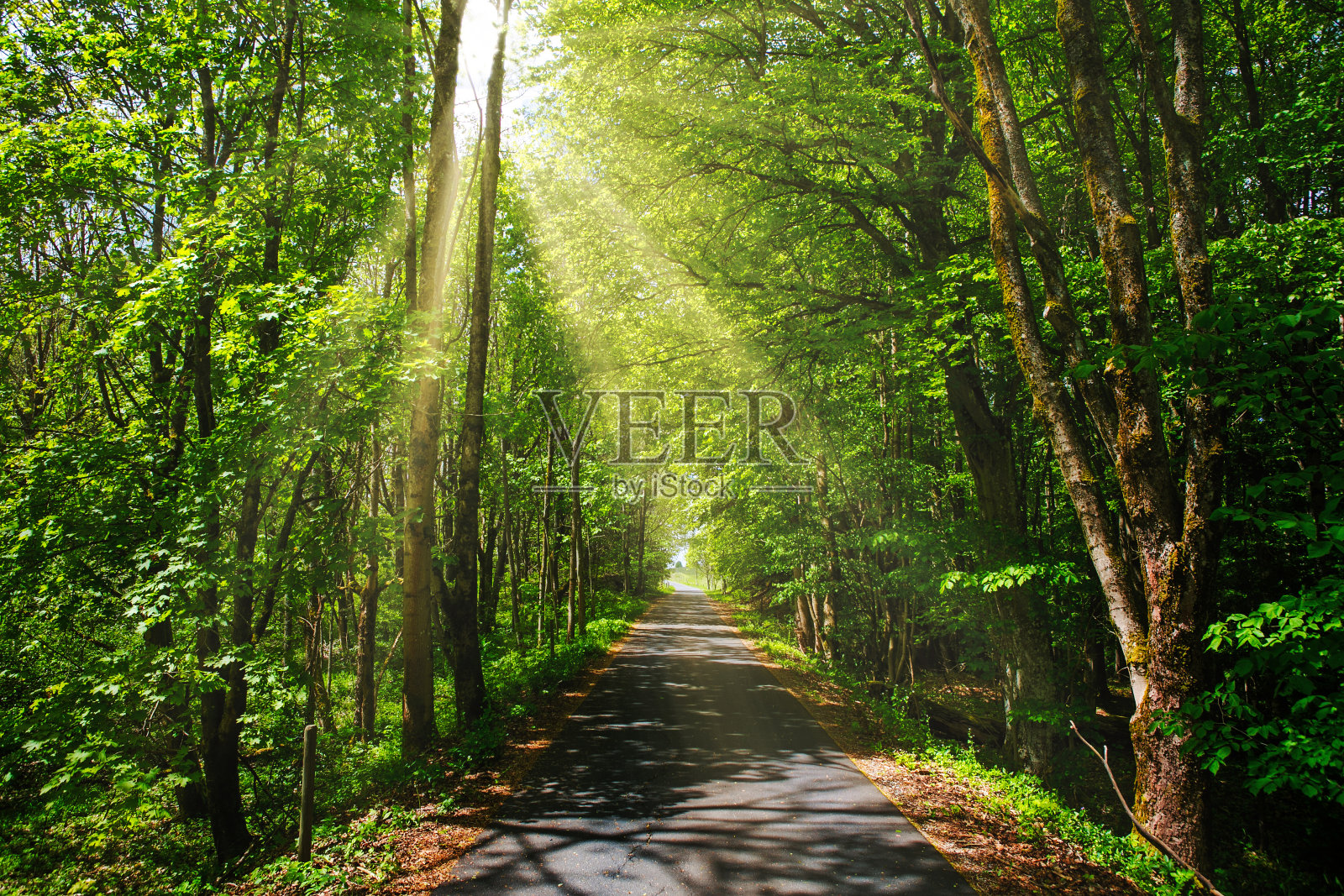 小路中间是一片绿意盎然的森林，充满了阳光照片摄影图片