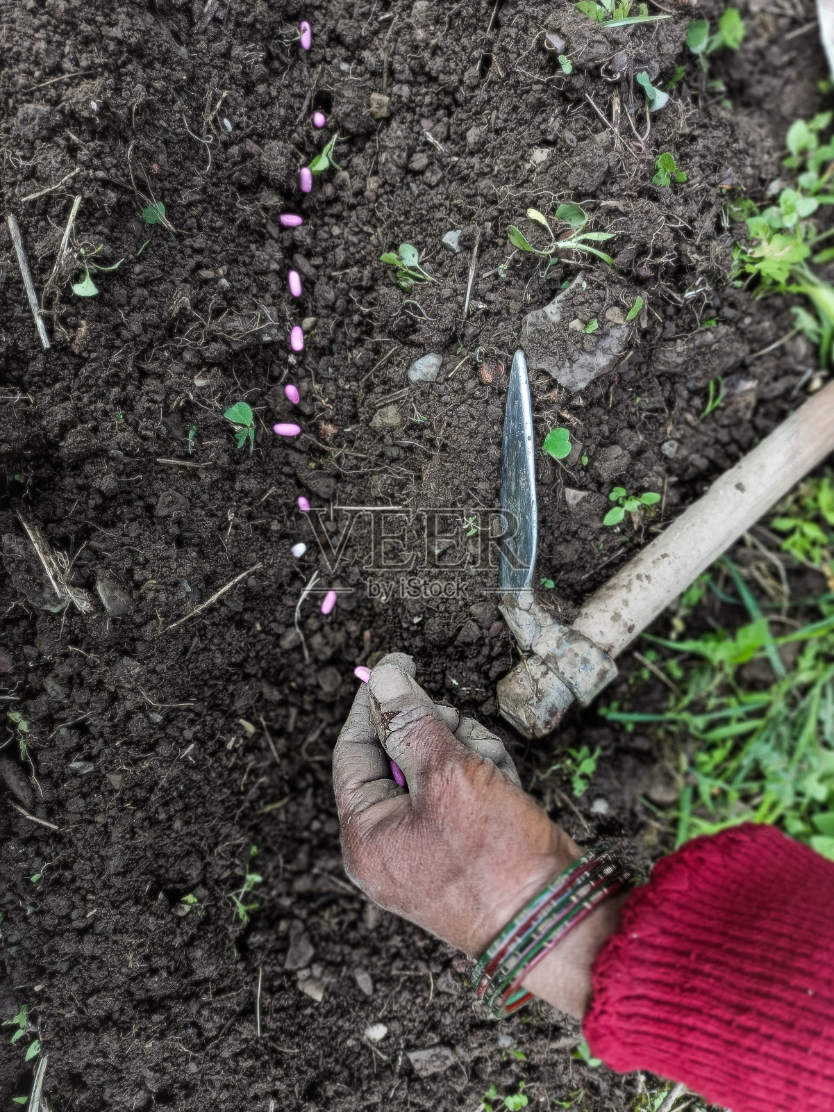 为新作物播种法国豆粒。照片摄影图片