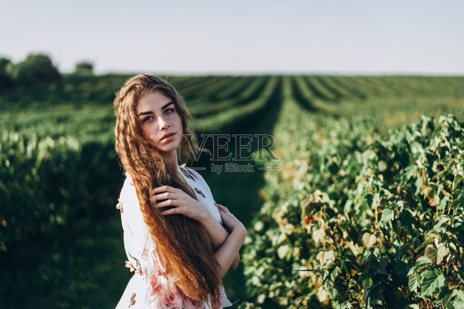 美丽的女人与长卷发和雀斑的脸在醋栗领域的背景。女孩穿着轻薄的裙子在夏日阳光明媚的日子里走着照片摄影图片