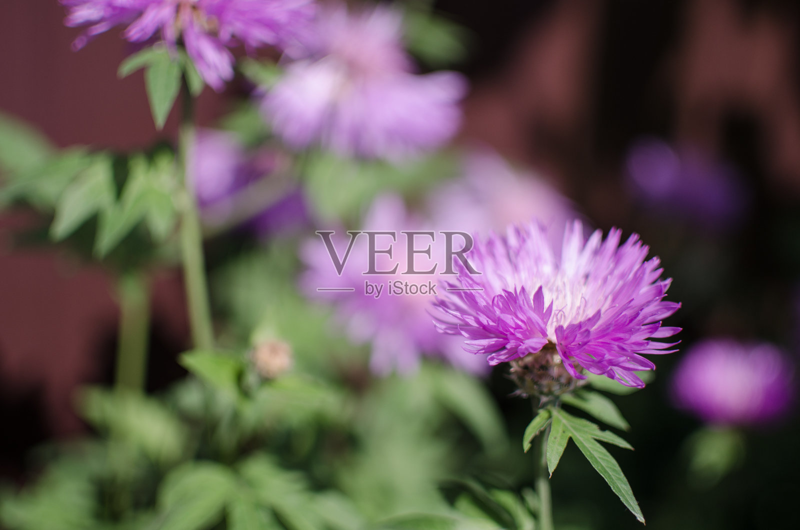 矢车菊，夏天在户外盛开的野花照片摄影图片