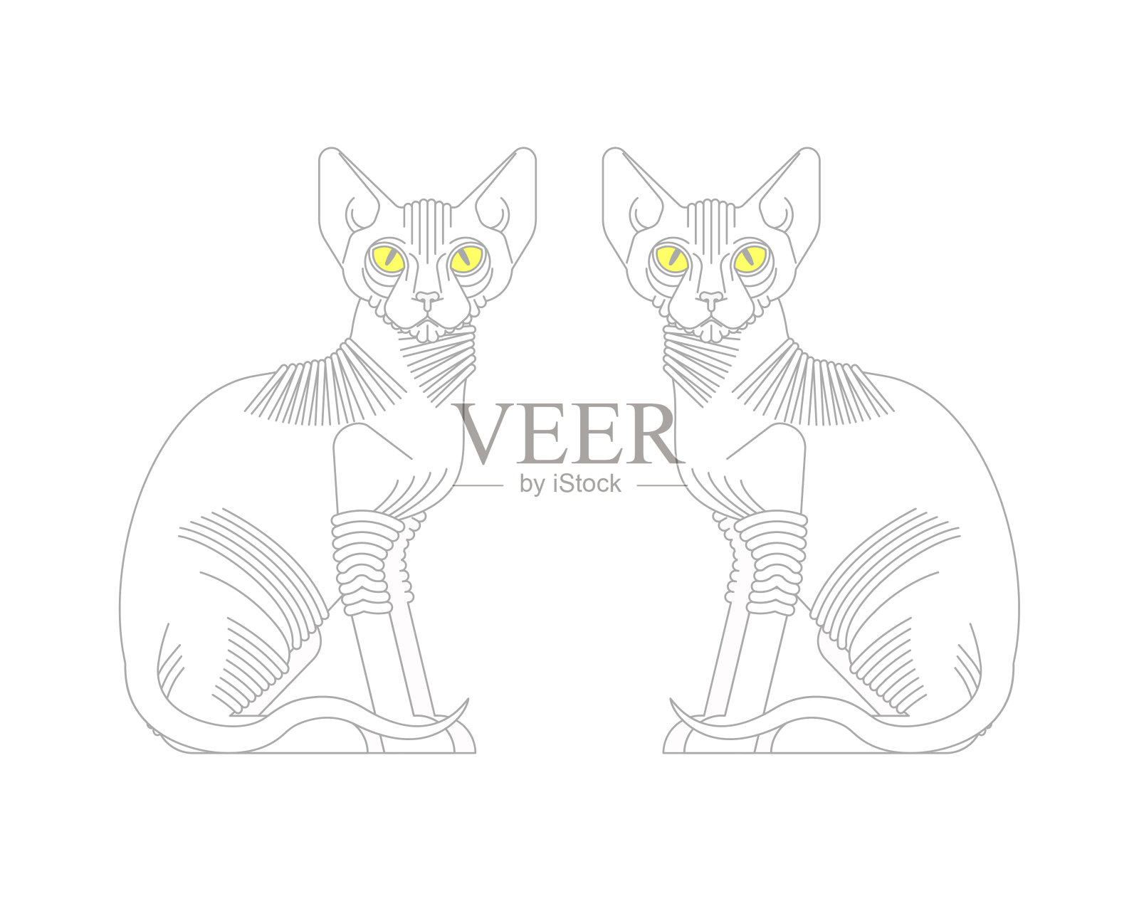 Sphynx猫孤立。无毛猫品种。宠物矢量图插画图片素材