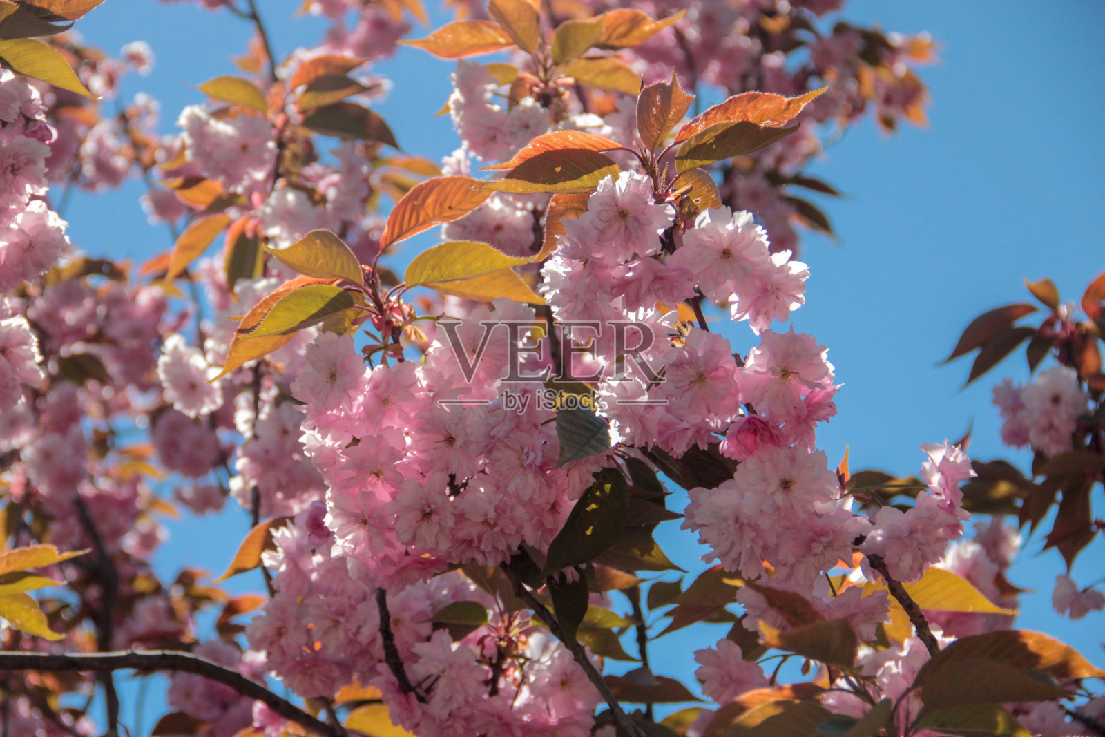 美丽的自然景色，樱花盛开，樱花树和阳光明媚的一天。Sacura节日照片摄影图片