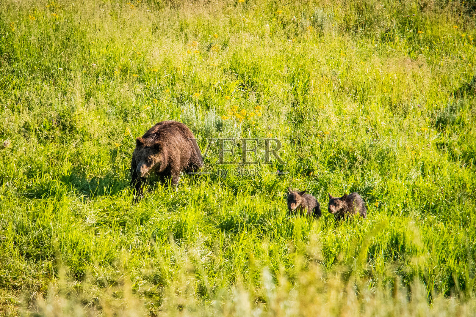 三只熊照片摄影图片