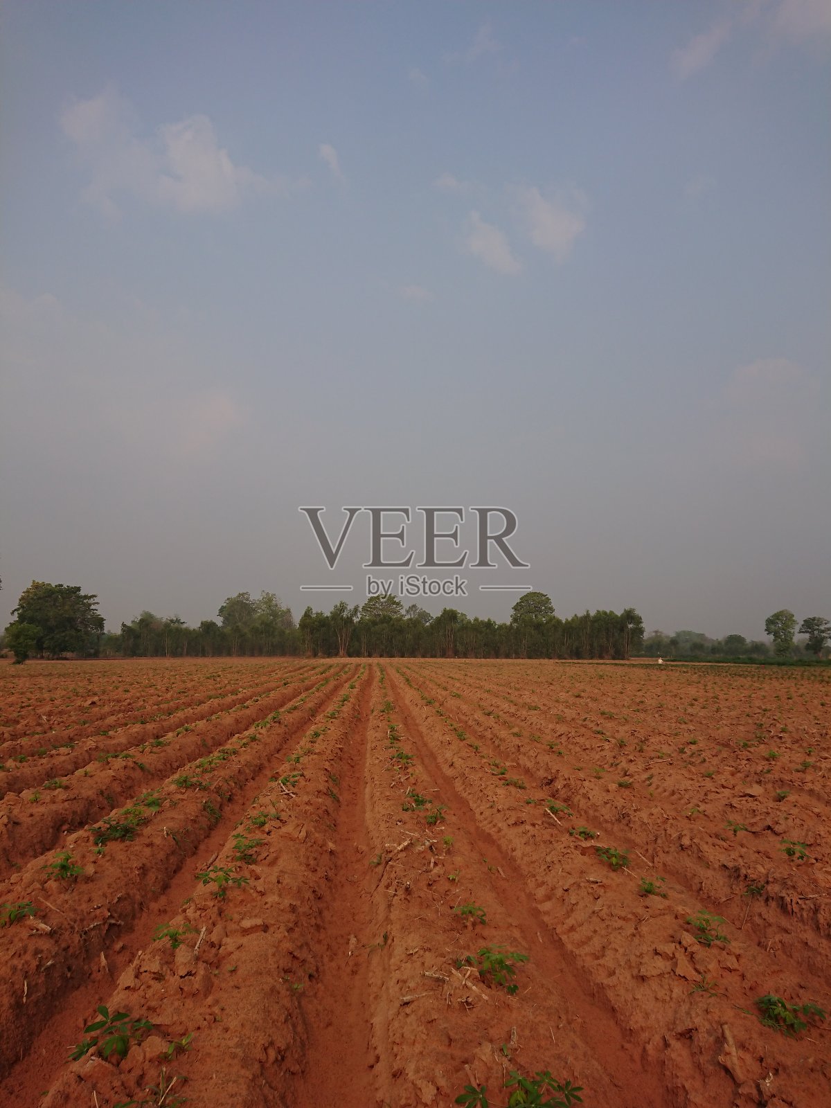 木薯农农村农业干照片摄影图片