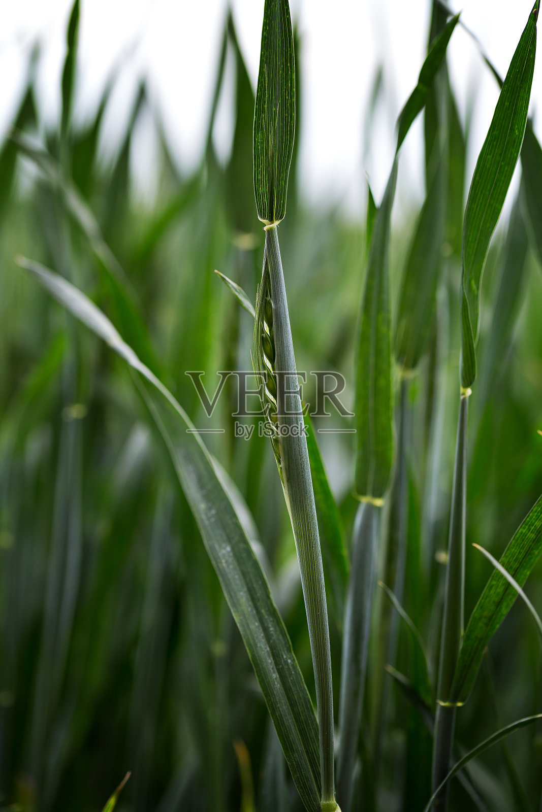 小麦开花前穗照片摄影图片