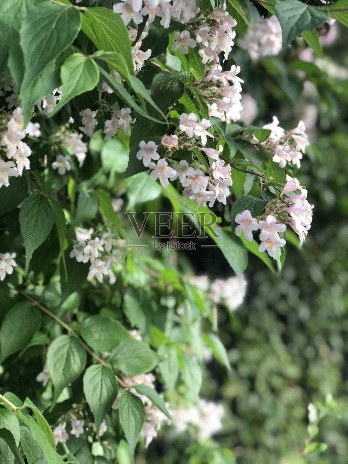 夏天有一堵花墙照片摄影图片