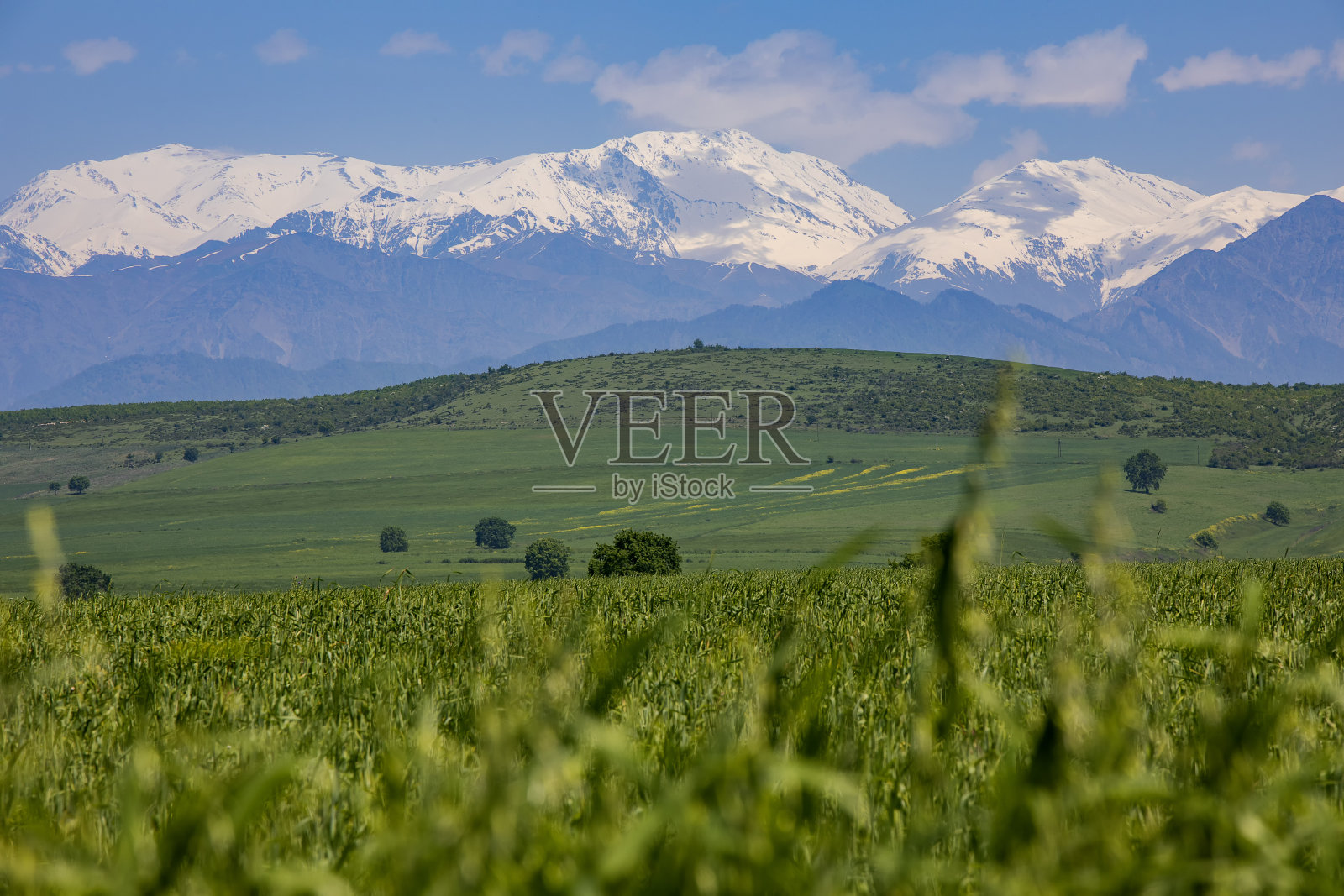 春天的雪山绿野照片摄影图片
